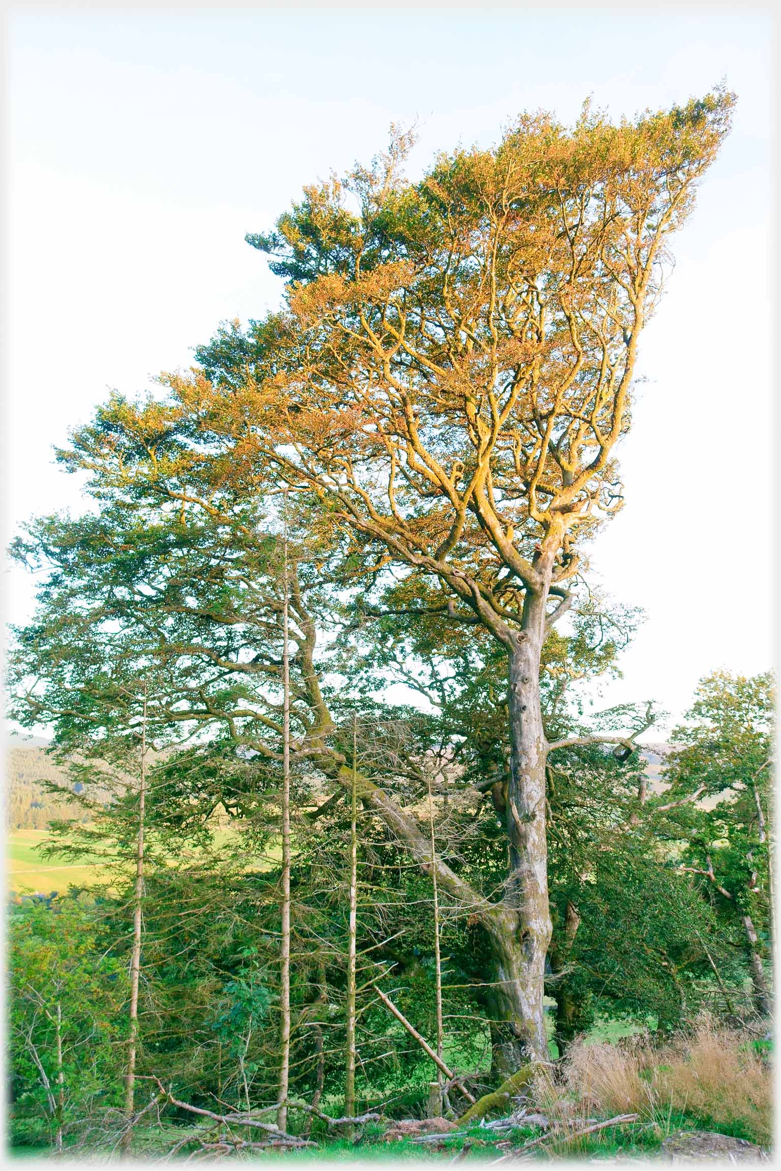 Substantial beech growing out from only one side.
