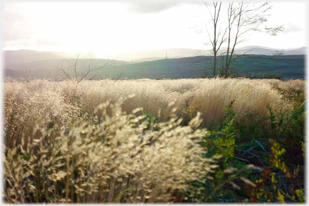 Grasses with distant hills.