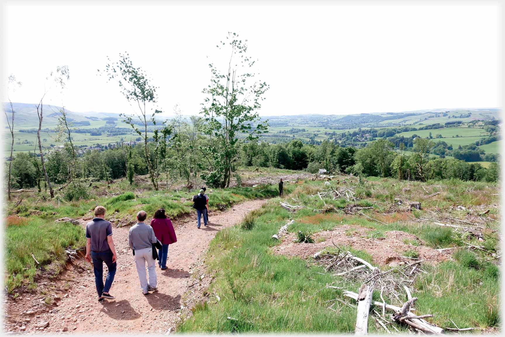 Four people walking on path between felled areas.