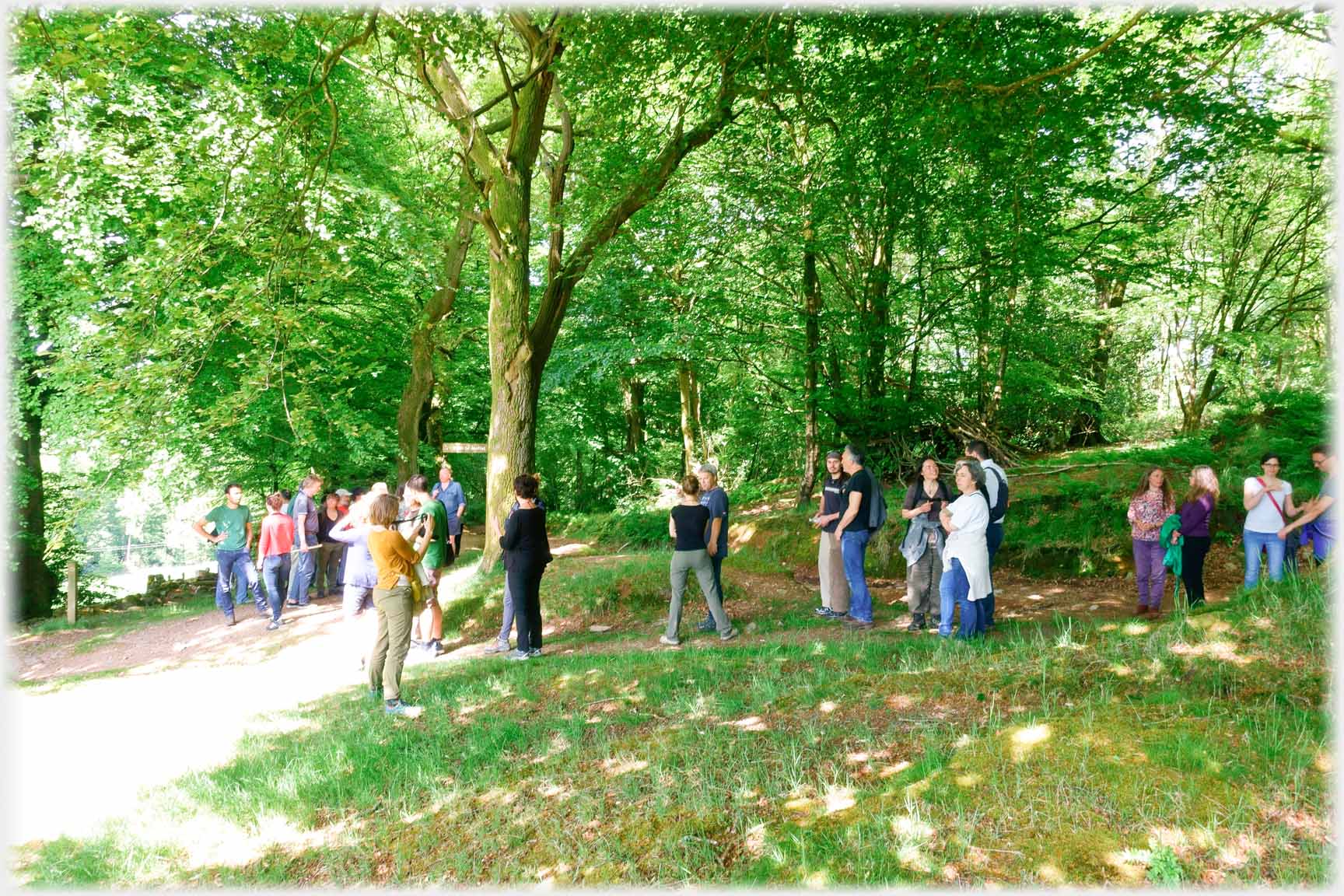 Dispersed group of people on paths under trees.