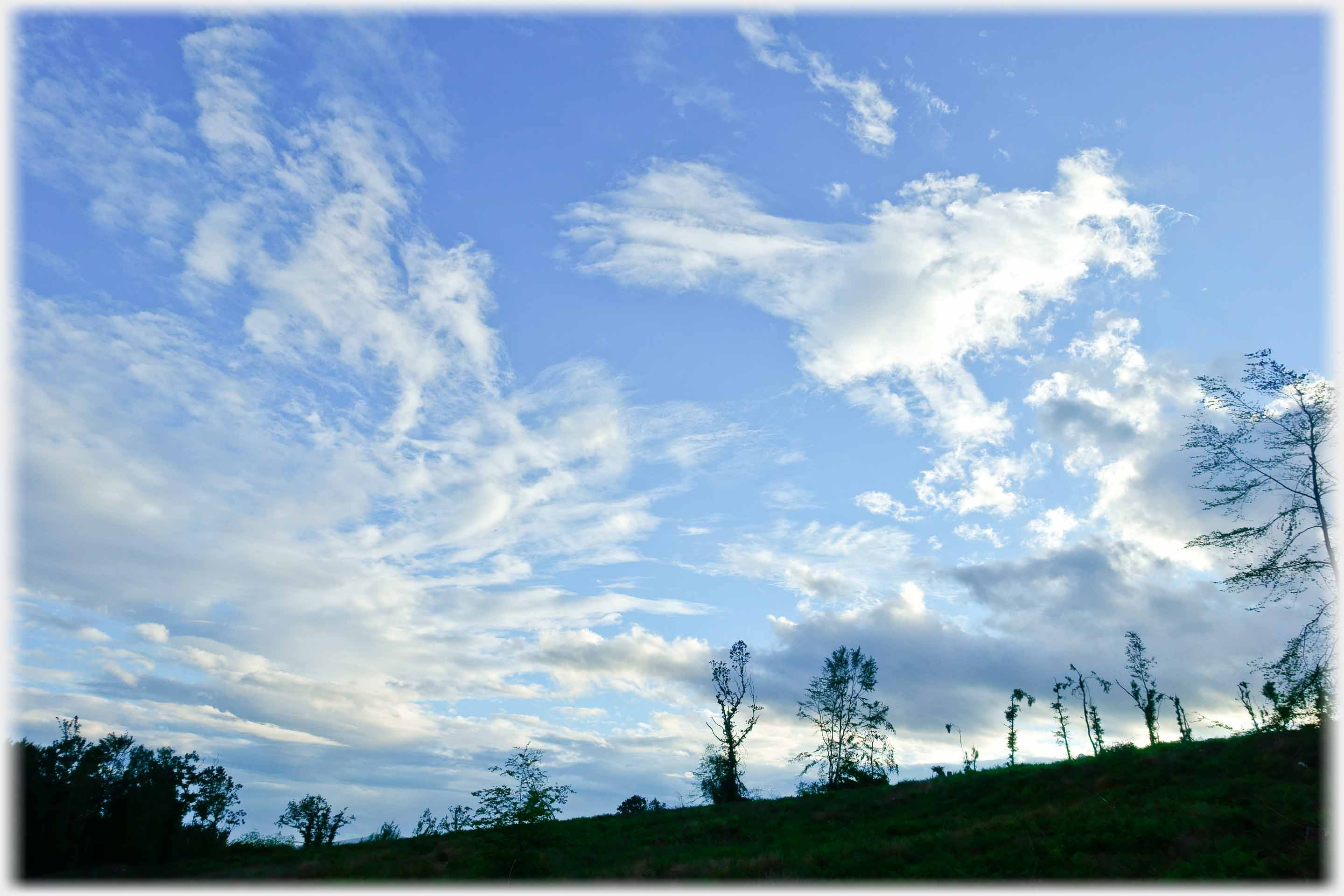 Silhouetted skeletal trees, against wispy clouded sky.