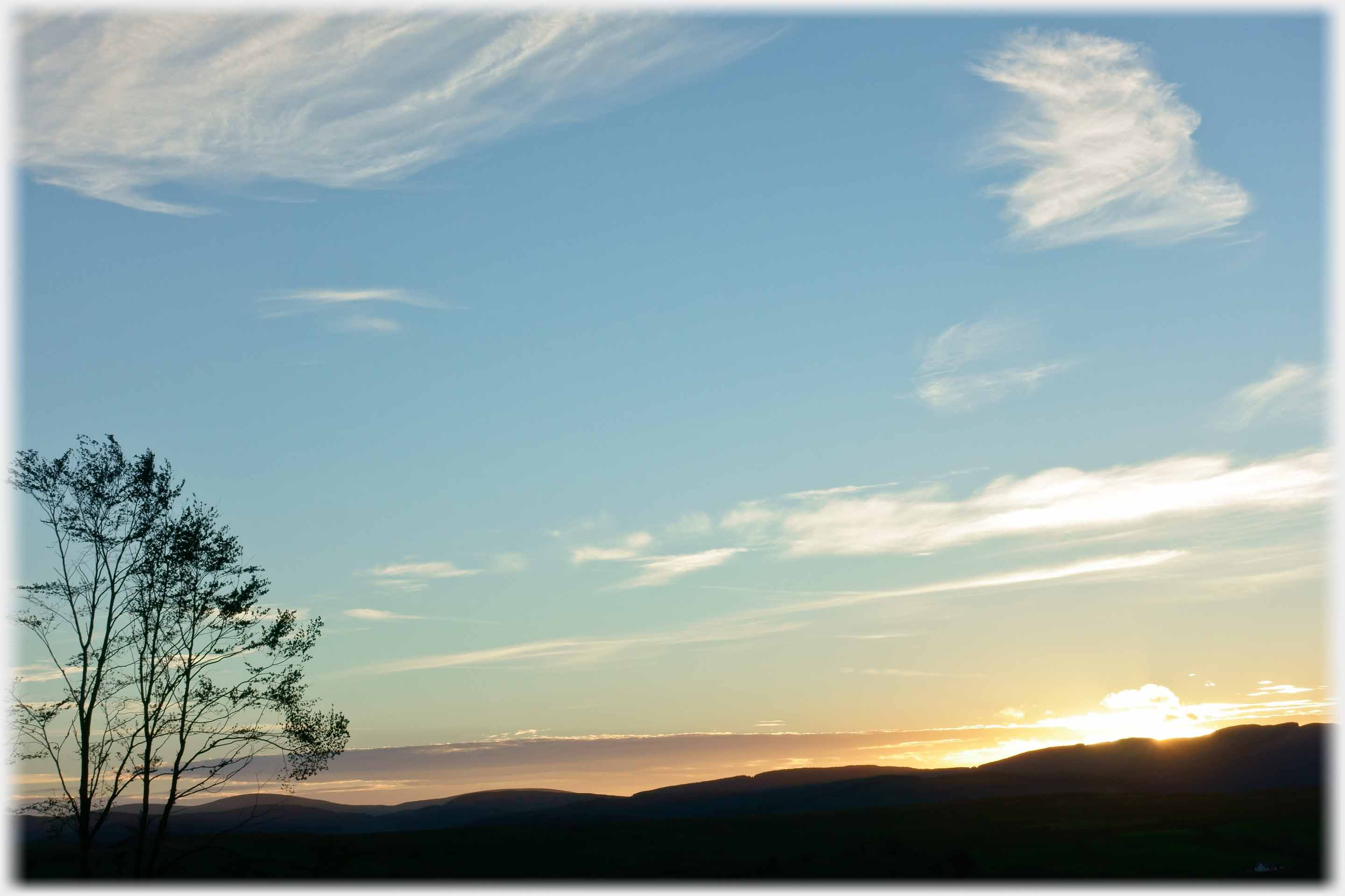 Sun setting from almost clear sky, thin tree.