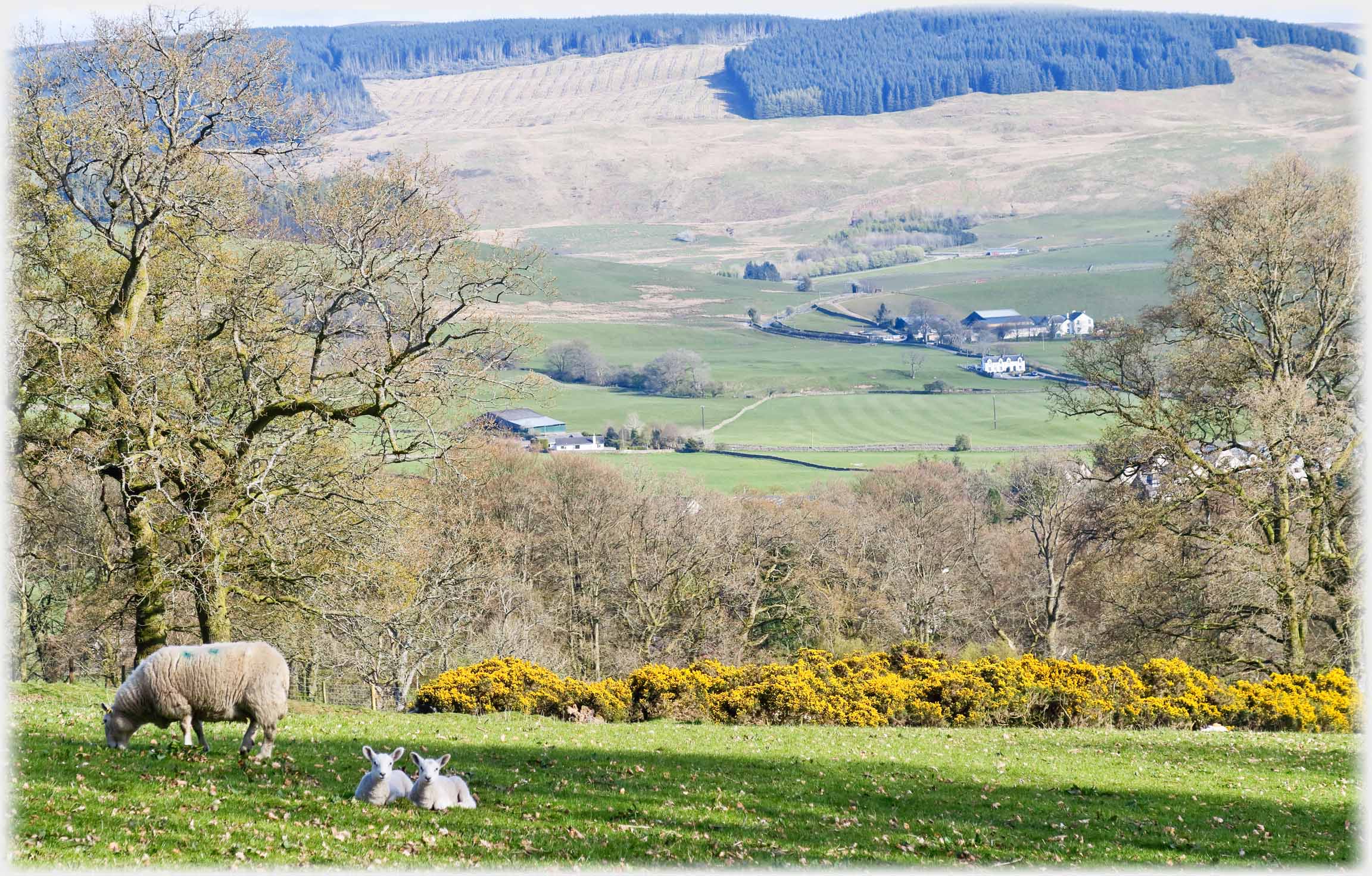 Two lambs sitting by ewe, farm and hillside as background.