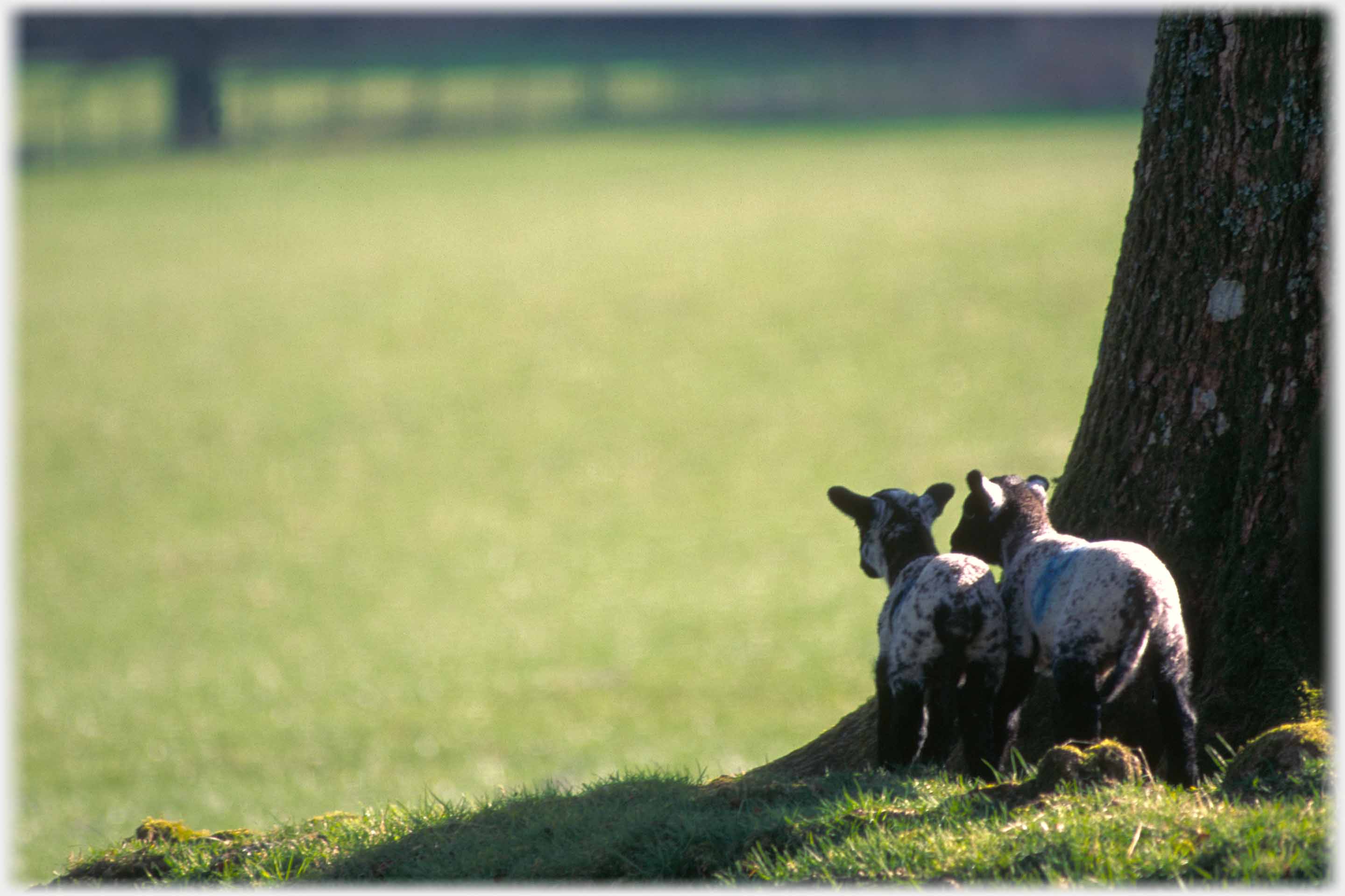 Two lambs looking out from behind a tree at an empty field.