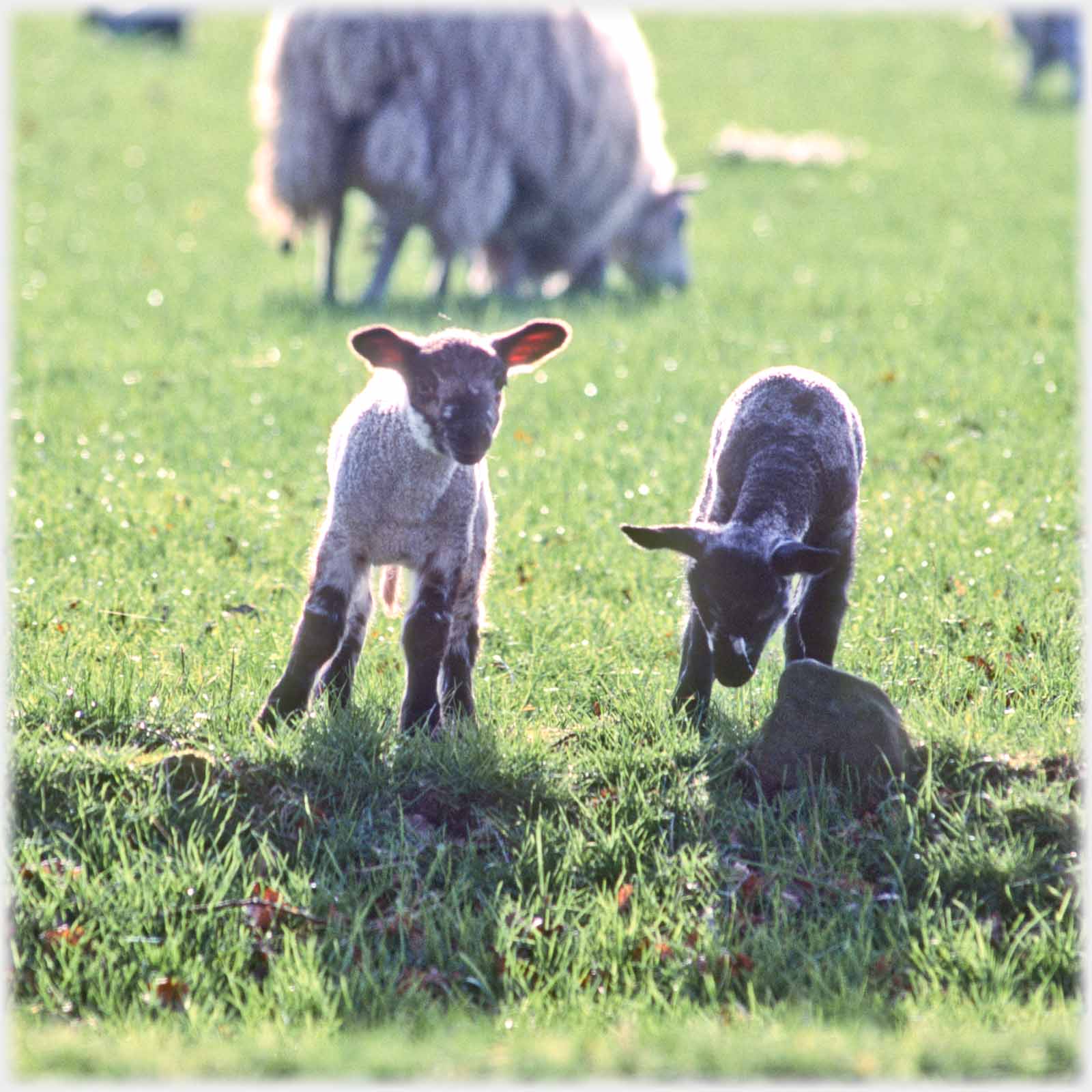 Two lambs backlit.