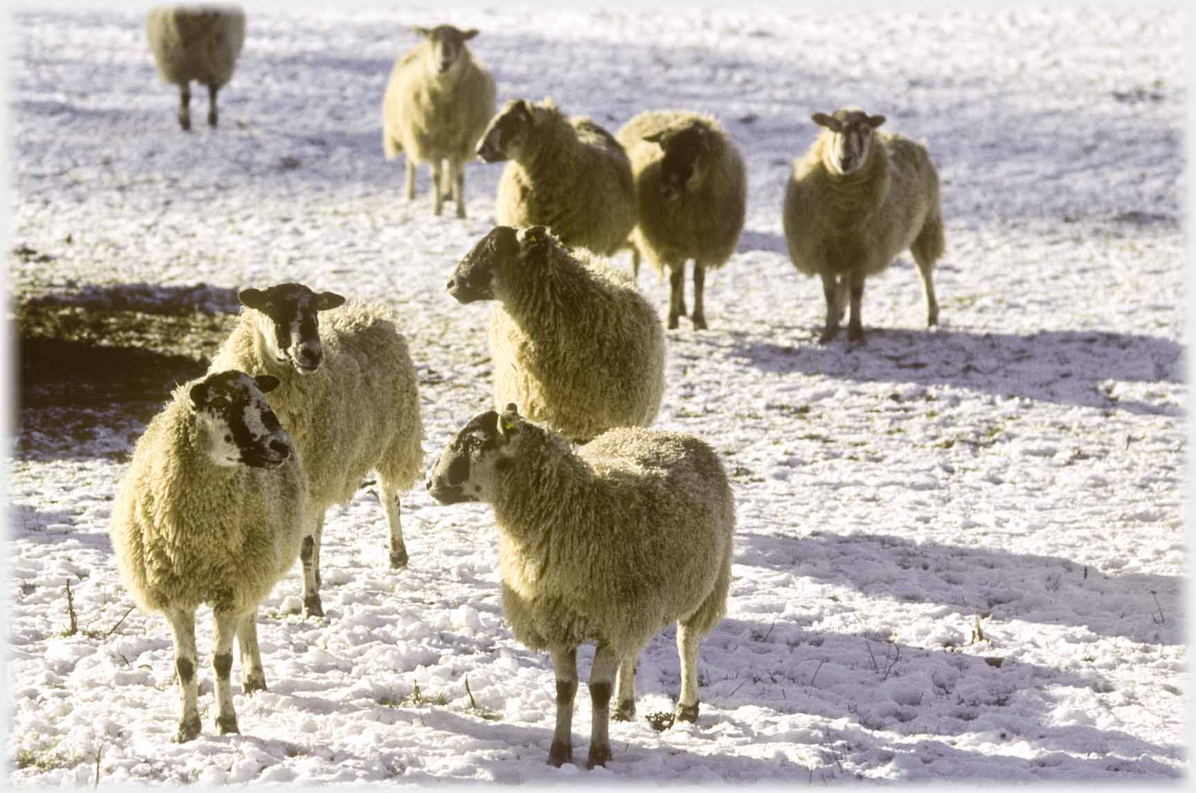 Two ewes engaging one another, more behind.