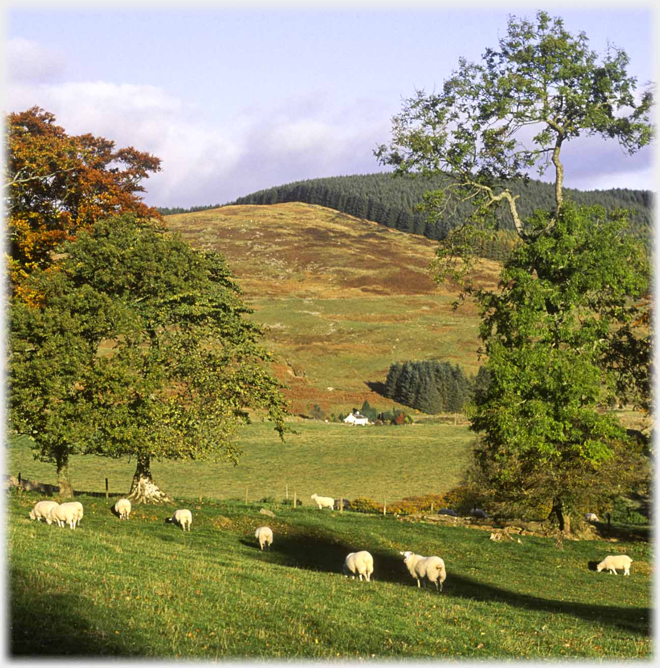 Distant cottage seen between trees, hill behind, sheep in foreground field.