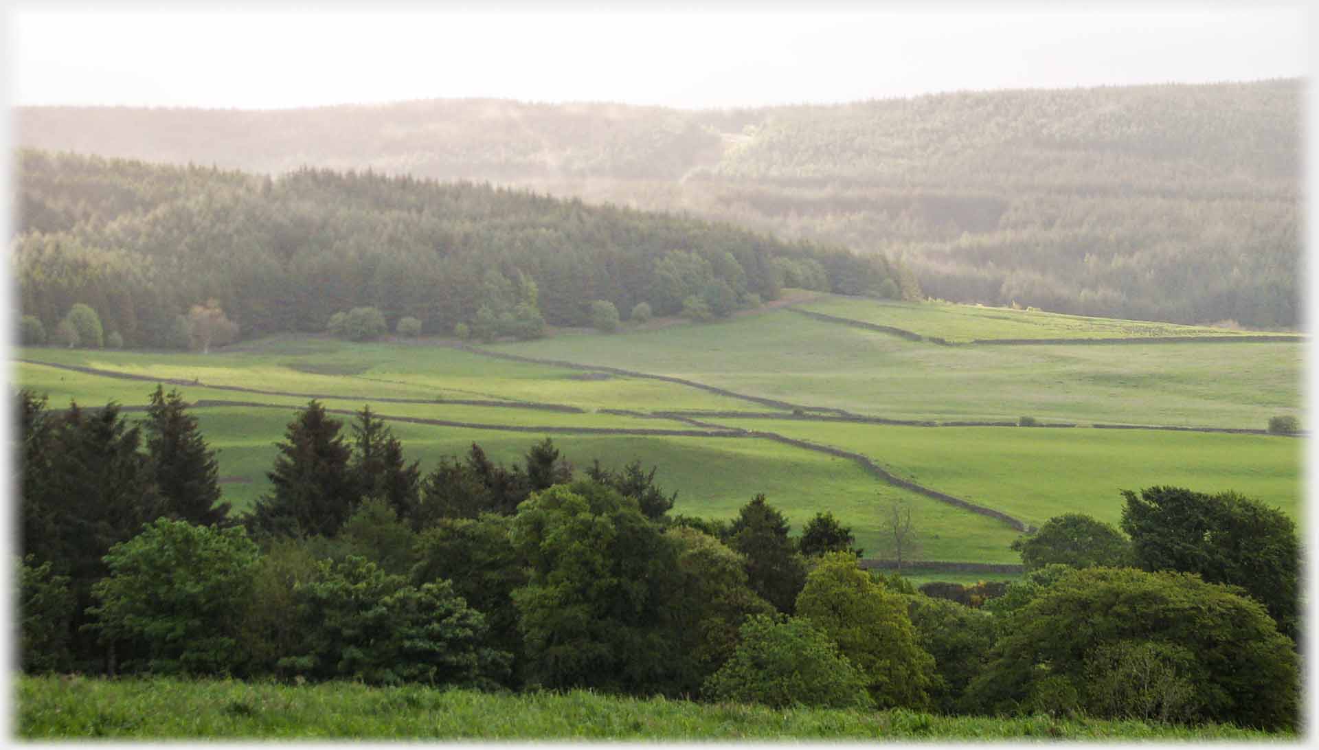 Fields between woods.