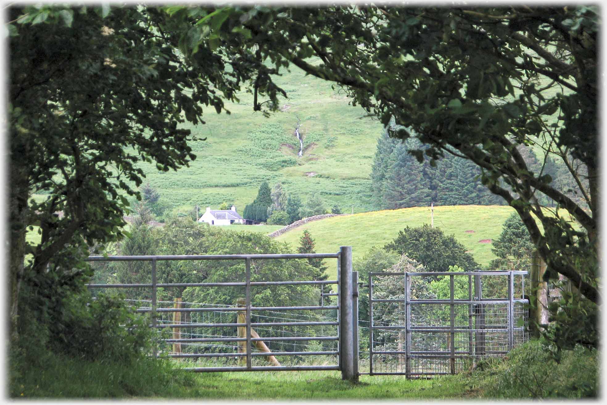 Trees forming arch over gate, cottage so framed.