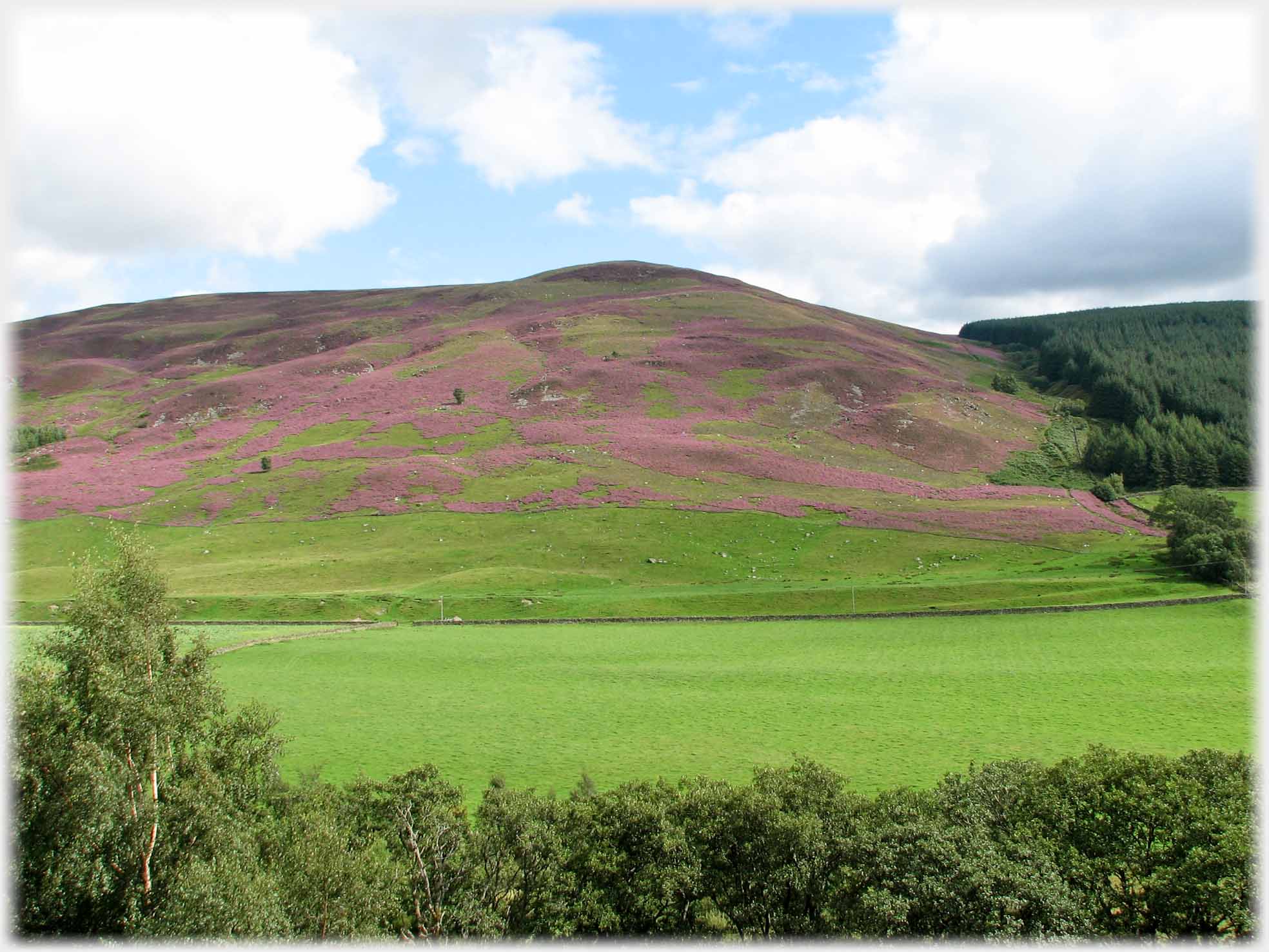 Hillside purple with heather.
