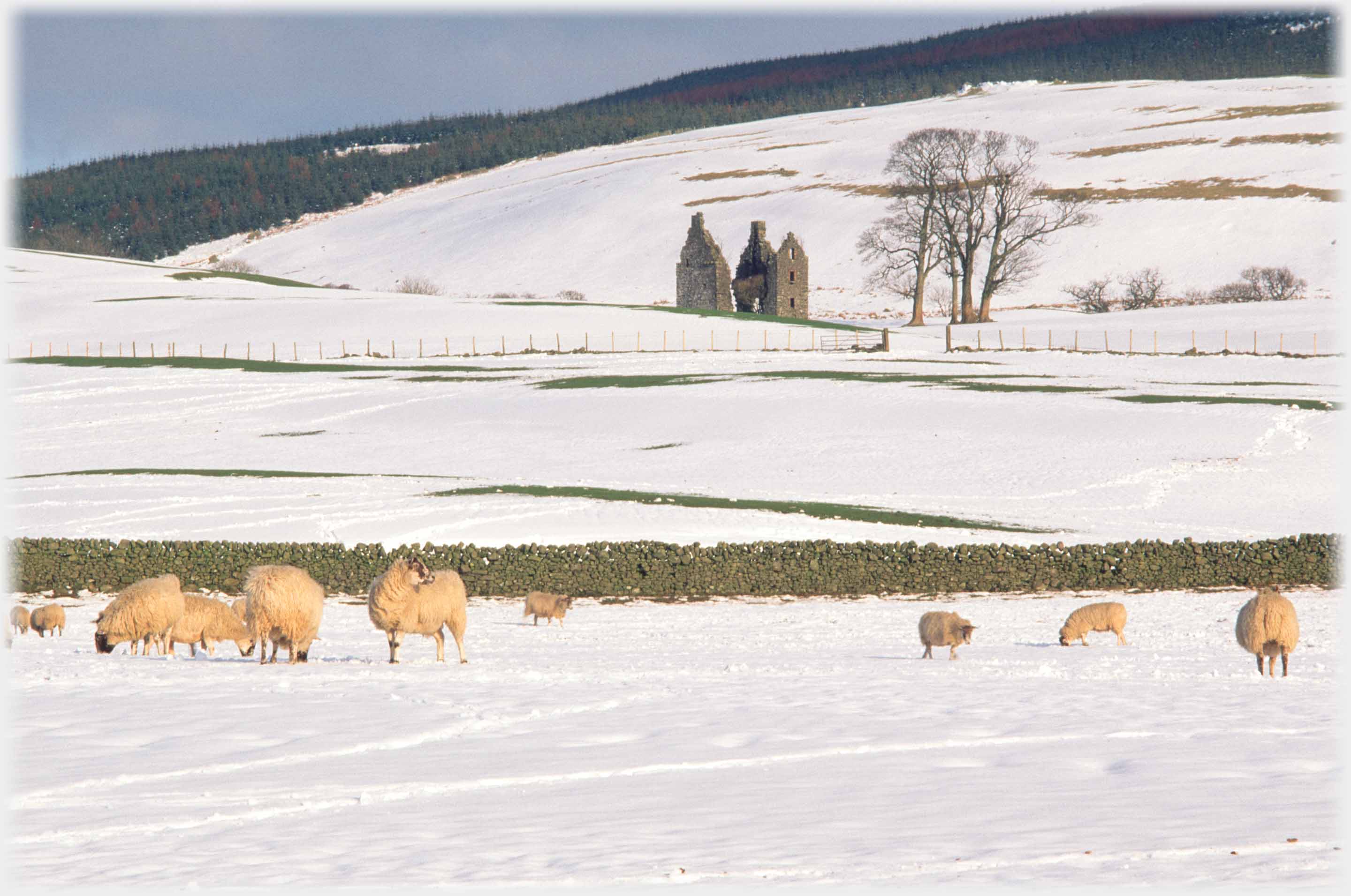 Snow covered fields, sheep in foreground, walls of ruined tower beyond.