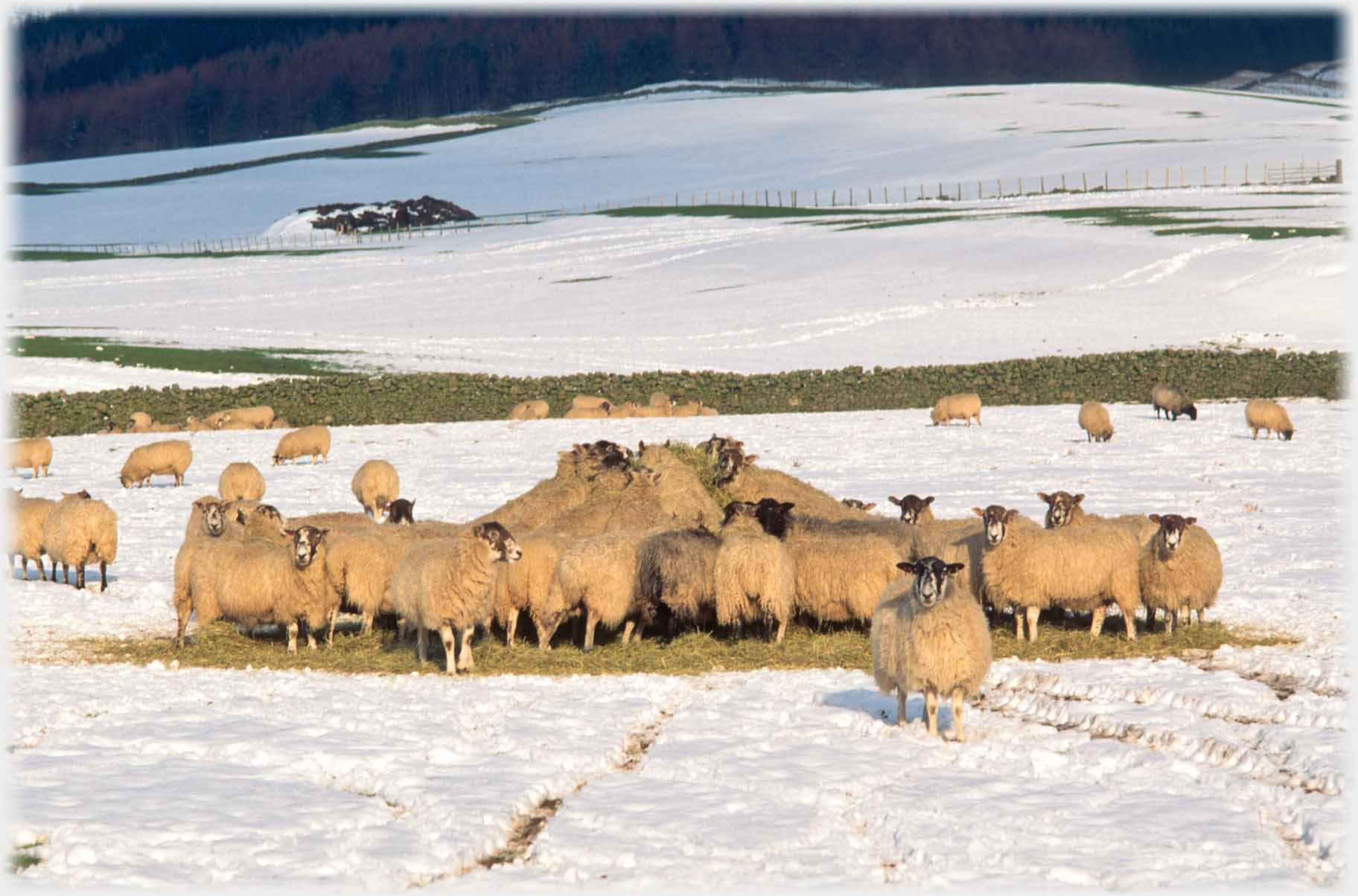 Sheep clustered around a feeding container.