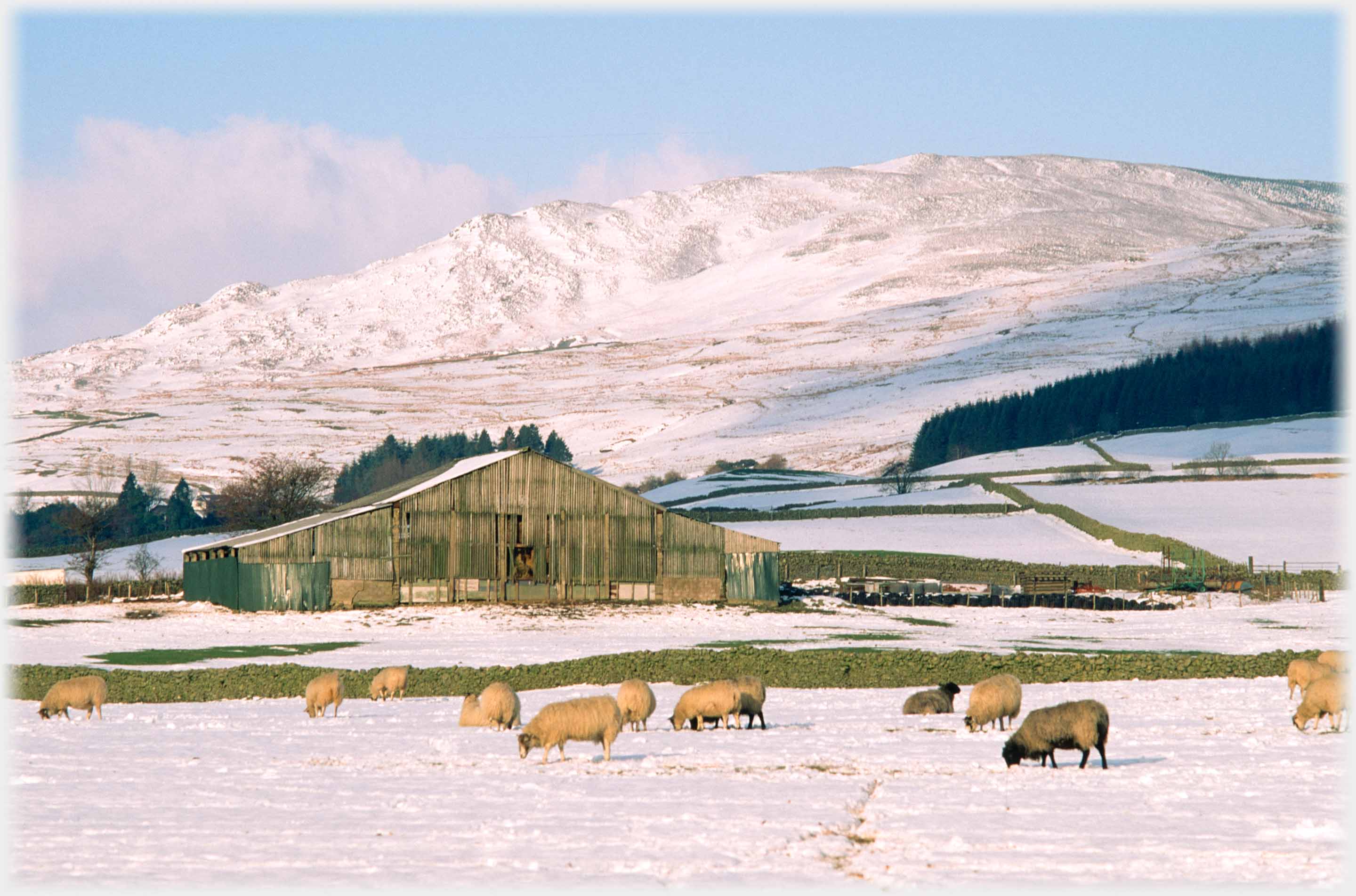 Large barn in snowscape, hill behind, sheep in foreground.