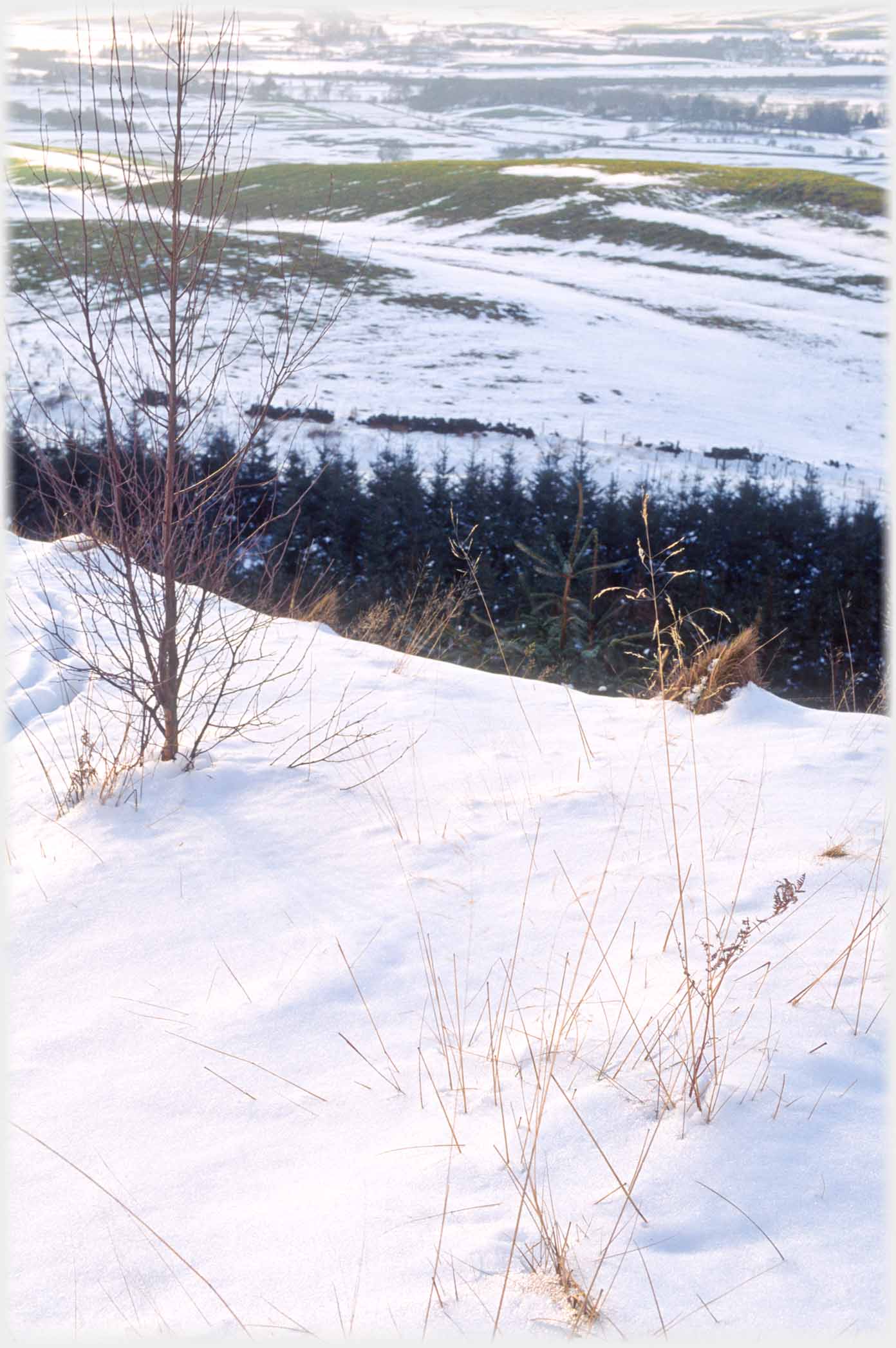 Grasses and sapling emerging from snow, snowed landscape beyond.