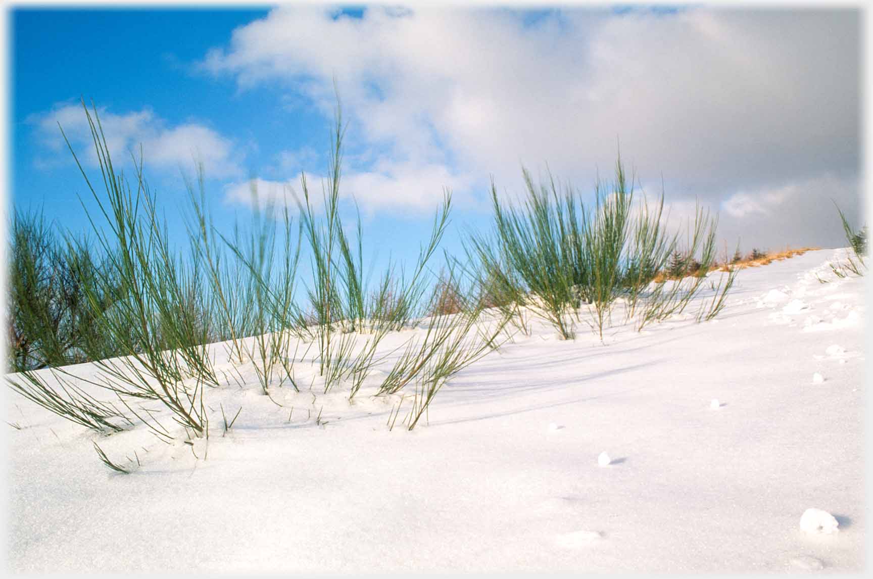 Green broom shoots out of snow, bright blue sky.