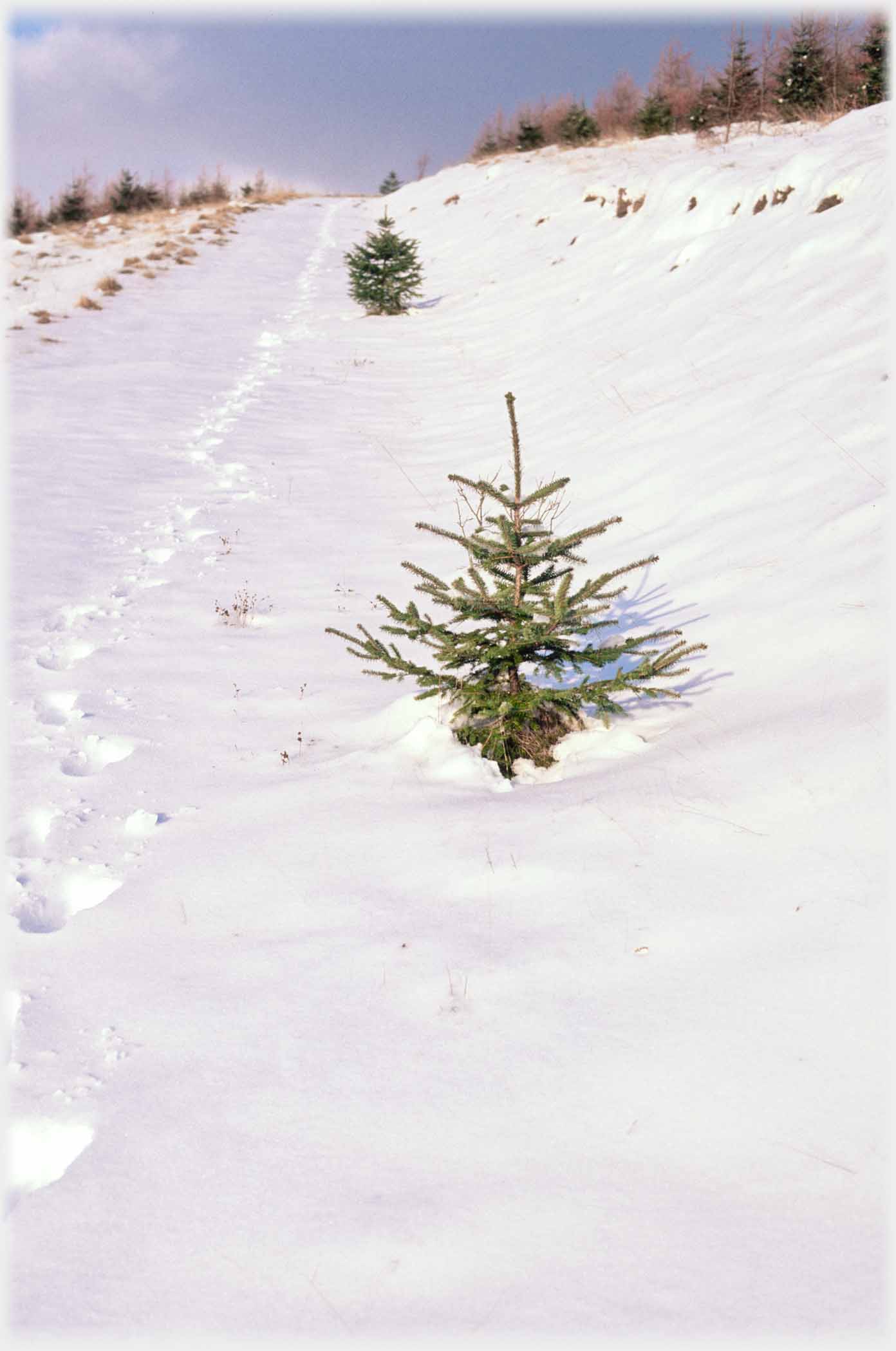 Snow covered track with footsteps in it, two sitka.