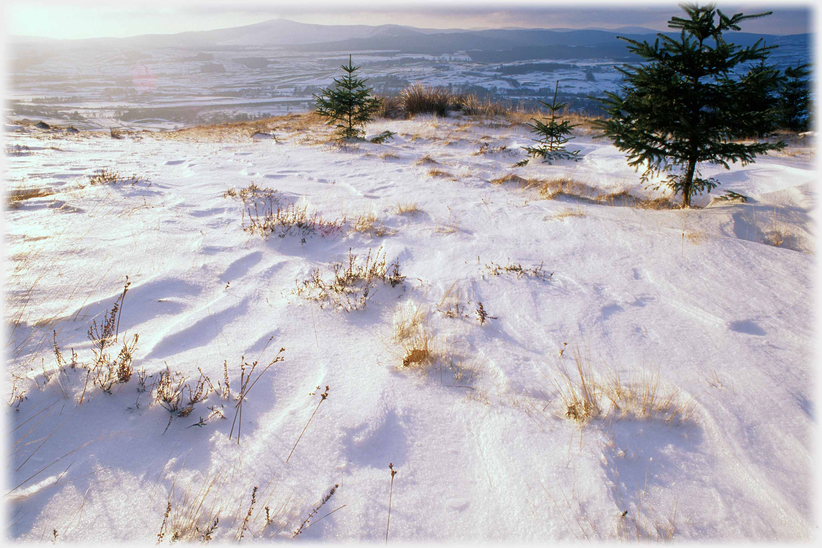 Slight tufts of yellow grass emerging from snow that dips behind them, distant landscape.