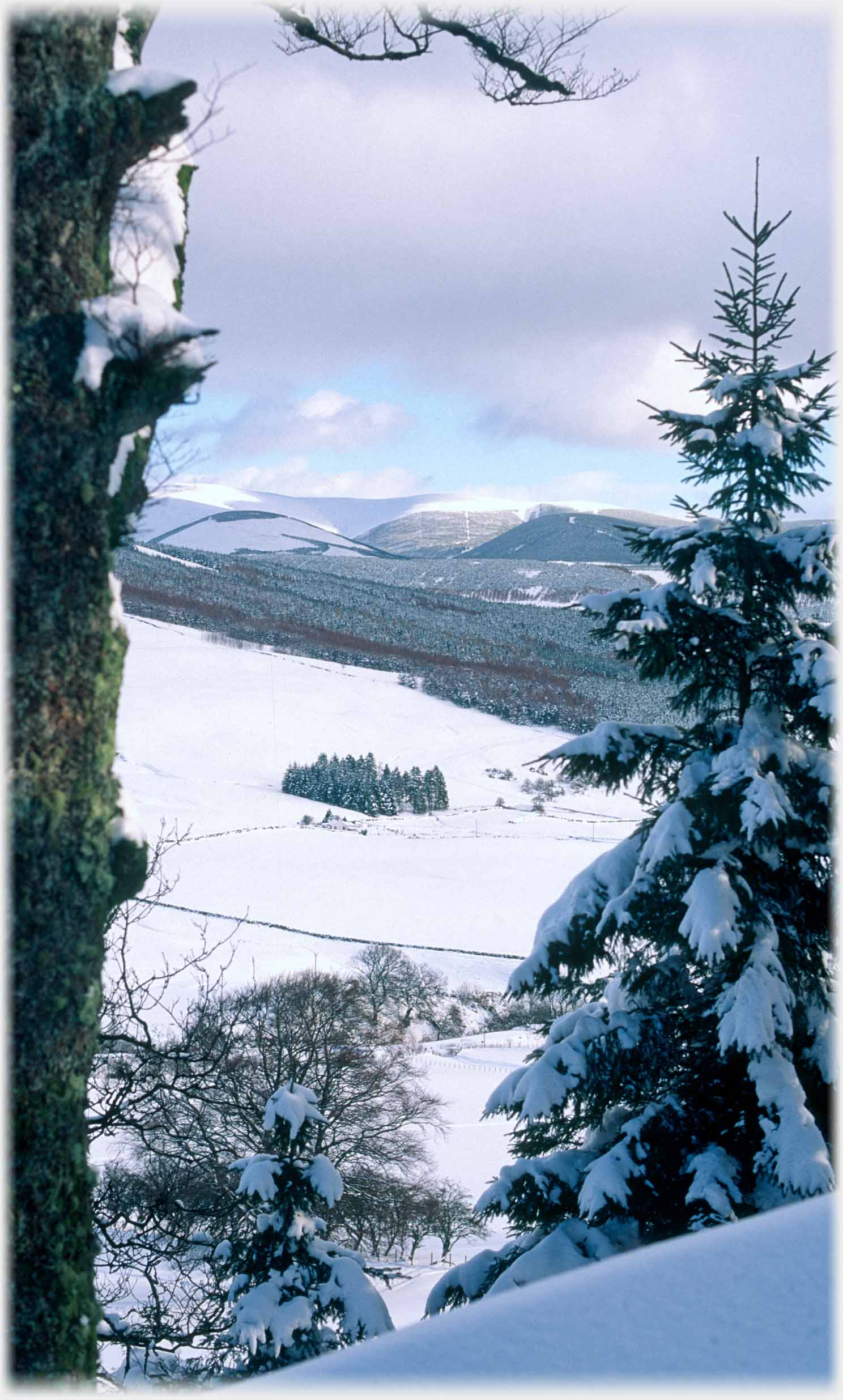 Looking out from hill at snow covered landscape, clump dark trees against white field.