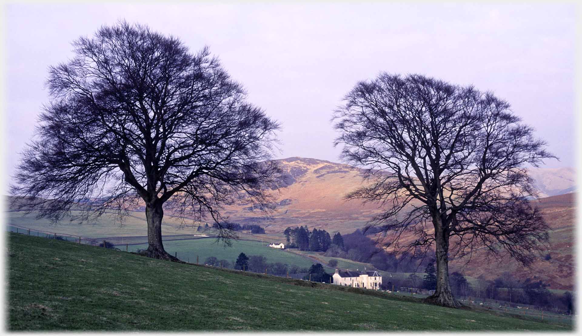 Two winter trees frame house, hill rises in background.