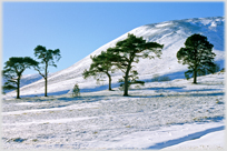 Scots pines in snowy landscape.
