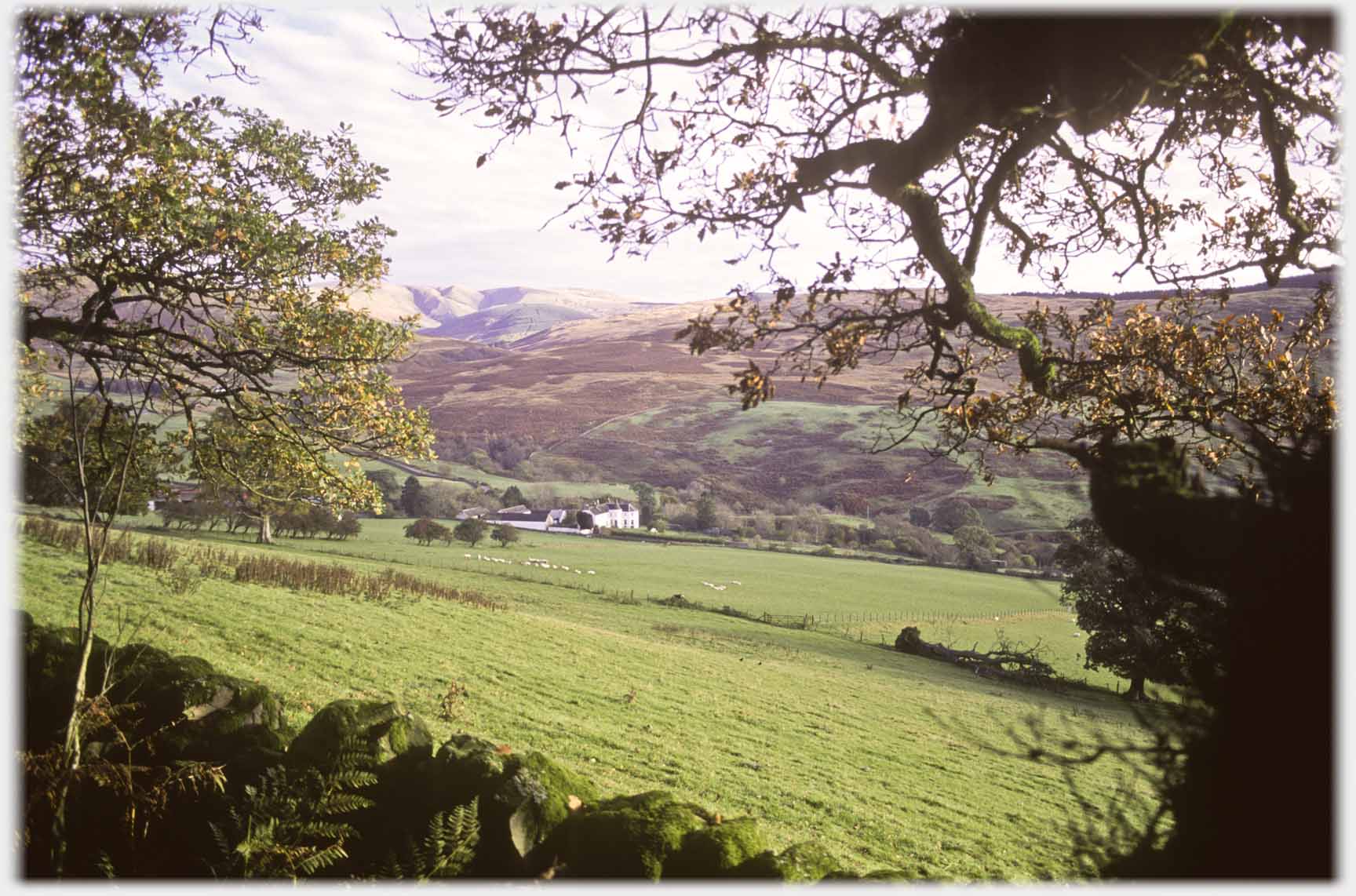 Looking out between trees across fields to house with hills beyond.
