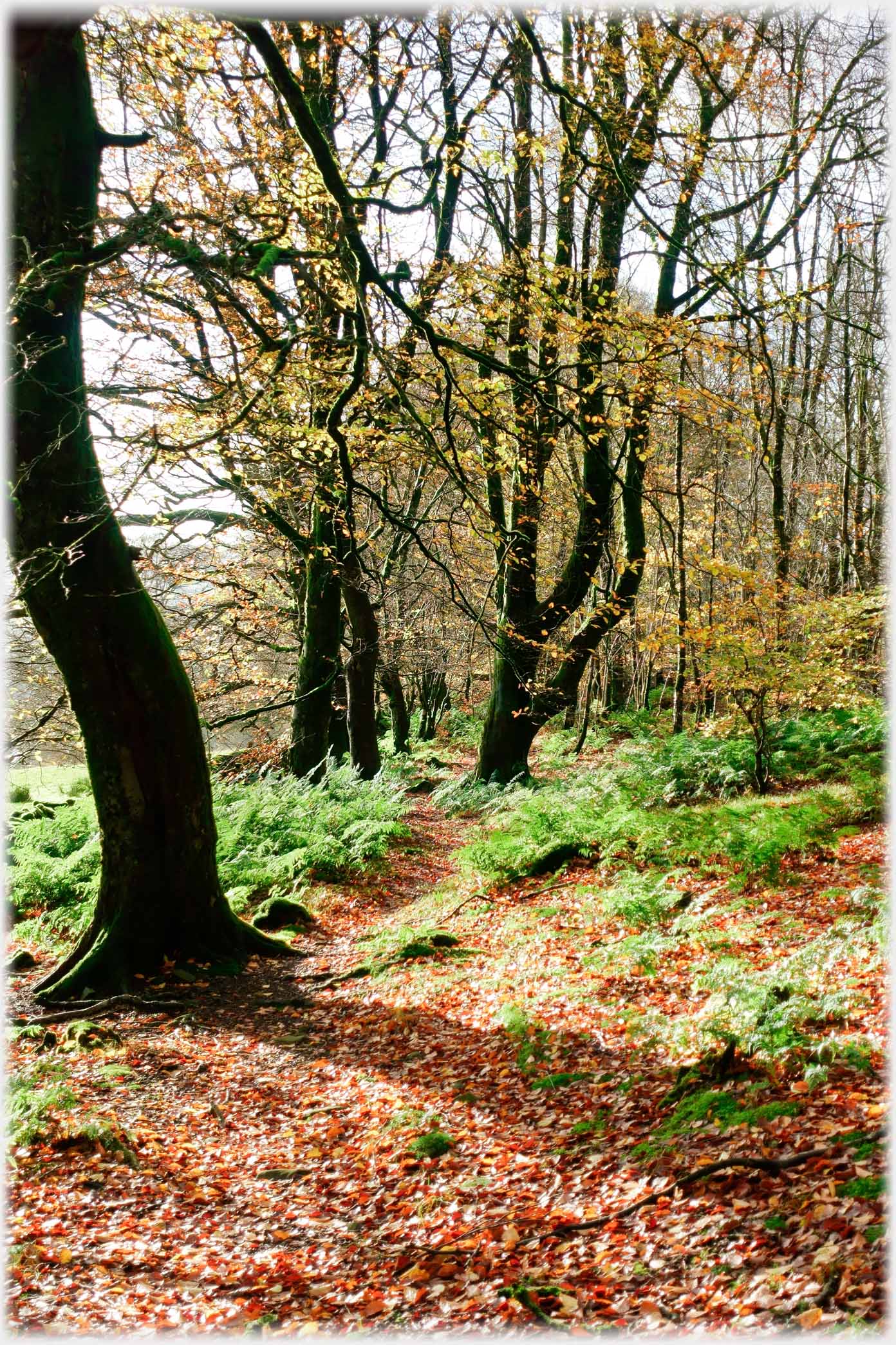 Leaf covered path through trees and bracken in autumn.