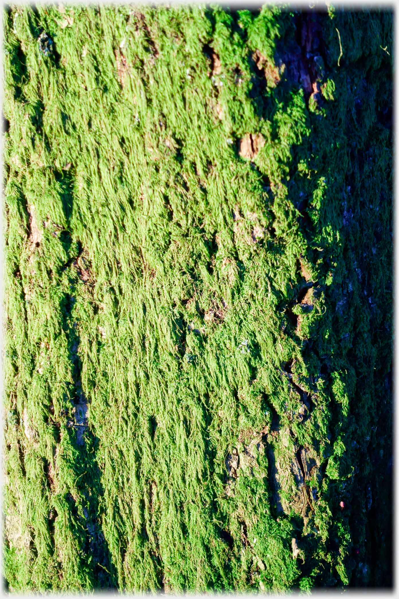 Thick green lichen on tree bark.