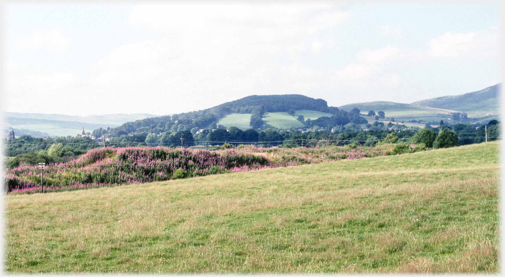 Hill with stripwoods bove bank of willowherb.