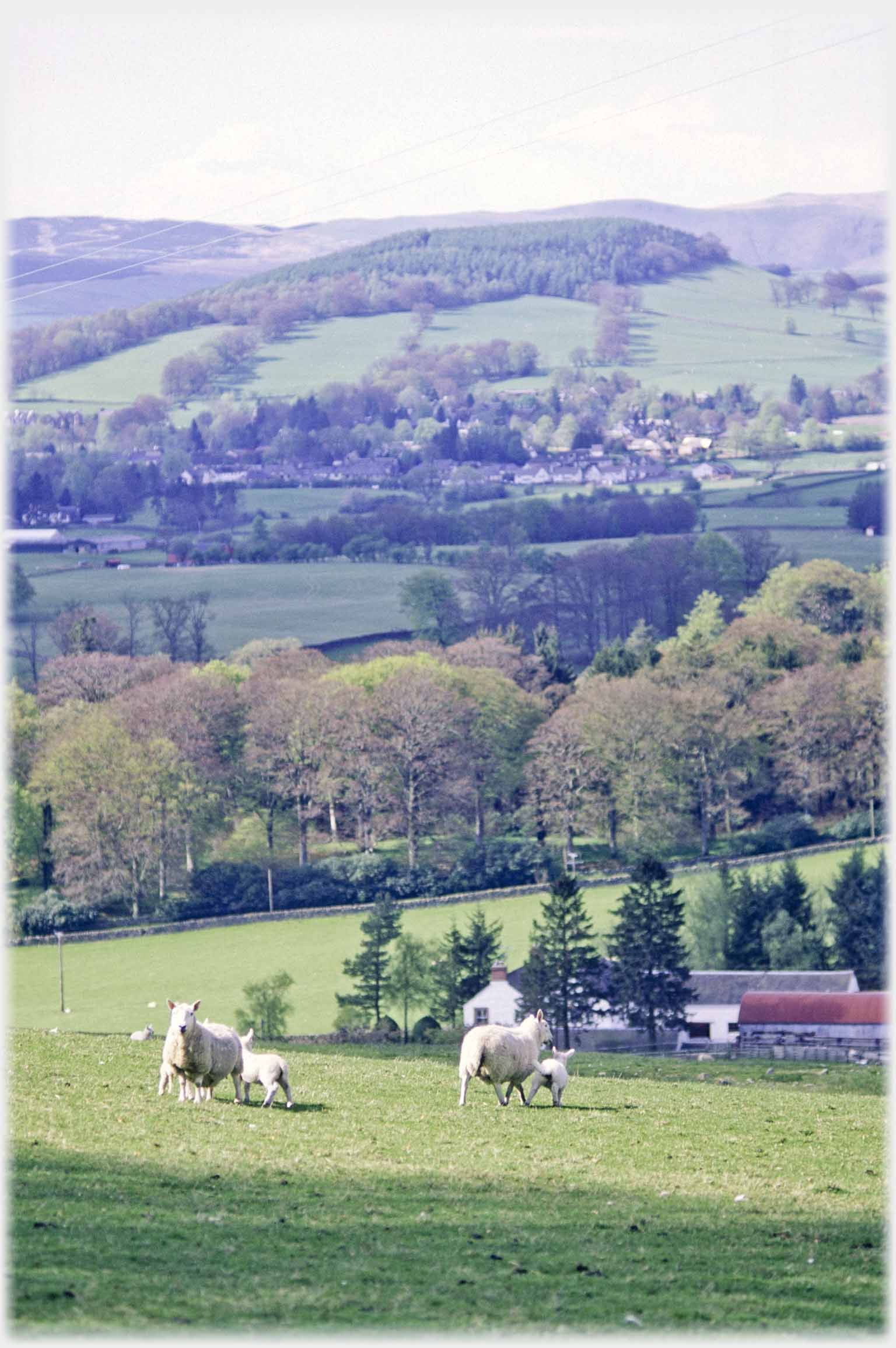 Two sheep with lambs, beyond hill with stripwoods.
