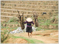 Woman walking on path carrying faggots on a pannier.