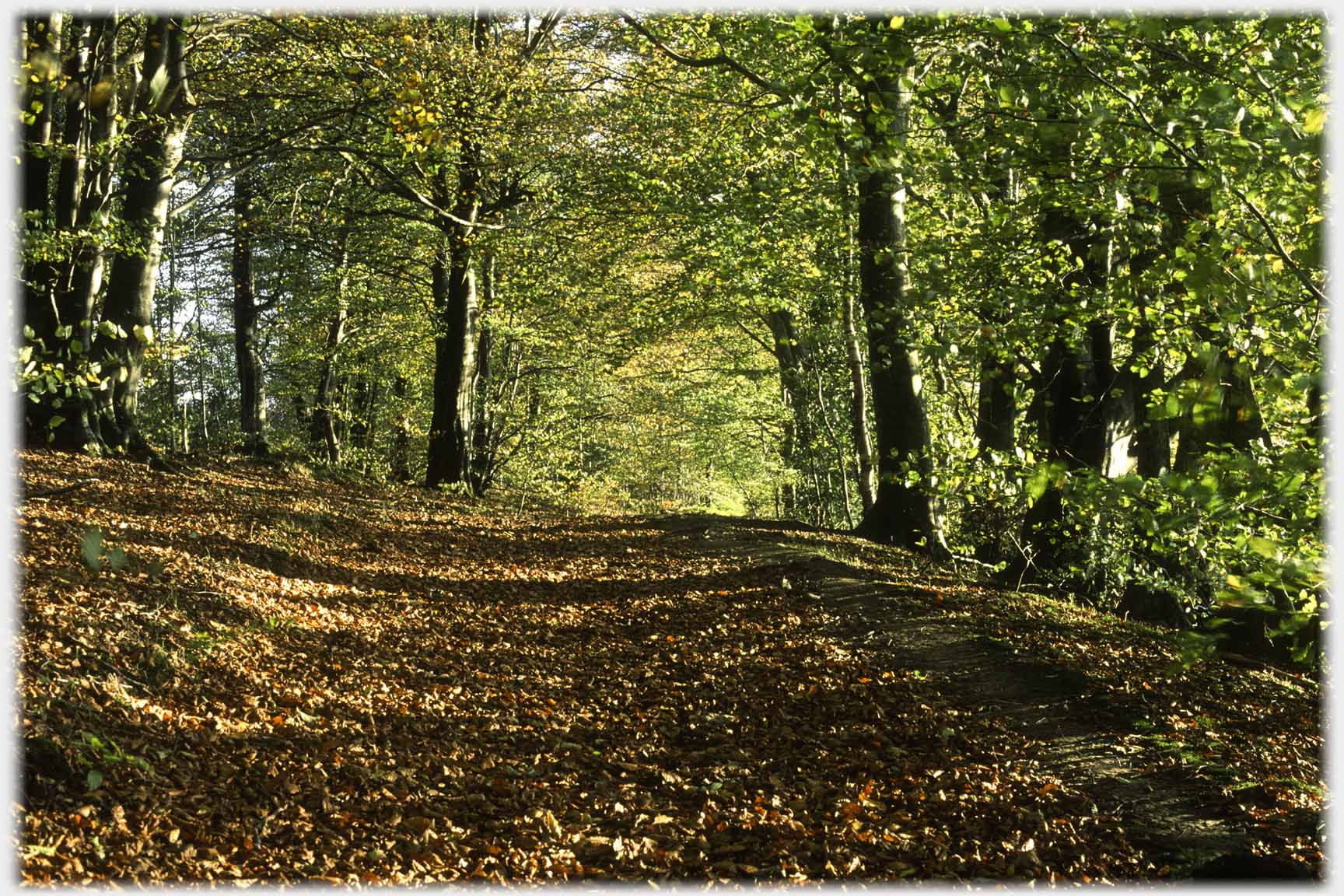 Broad track through arched green trees.