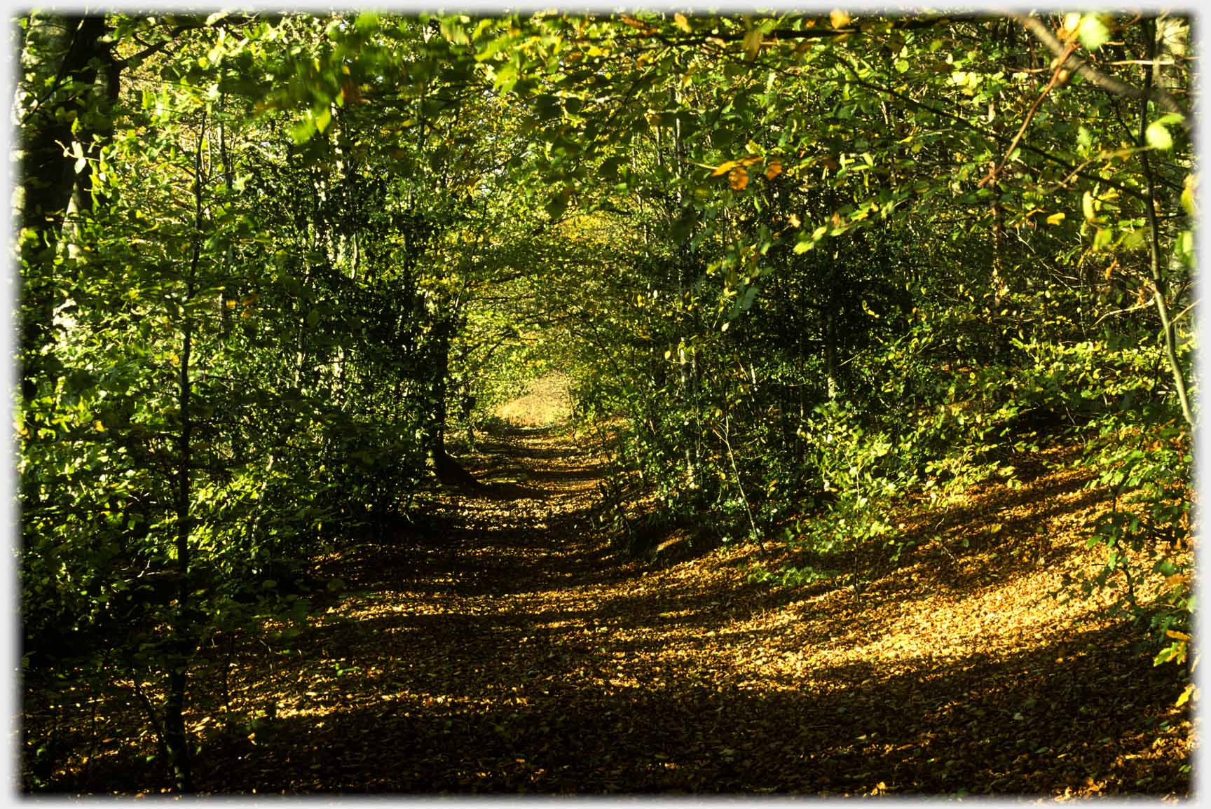 Green tunnel like track.