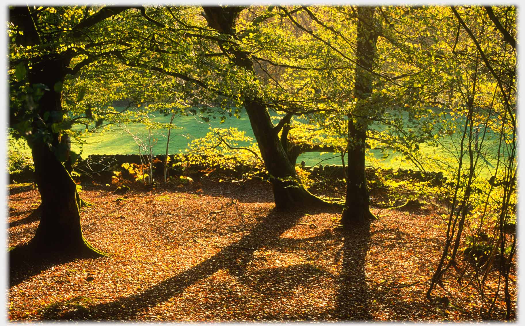 Beech trees, leaf carpet, dyke and field beyond. Colour different frrom last photo.