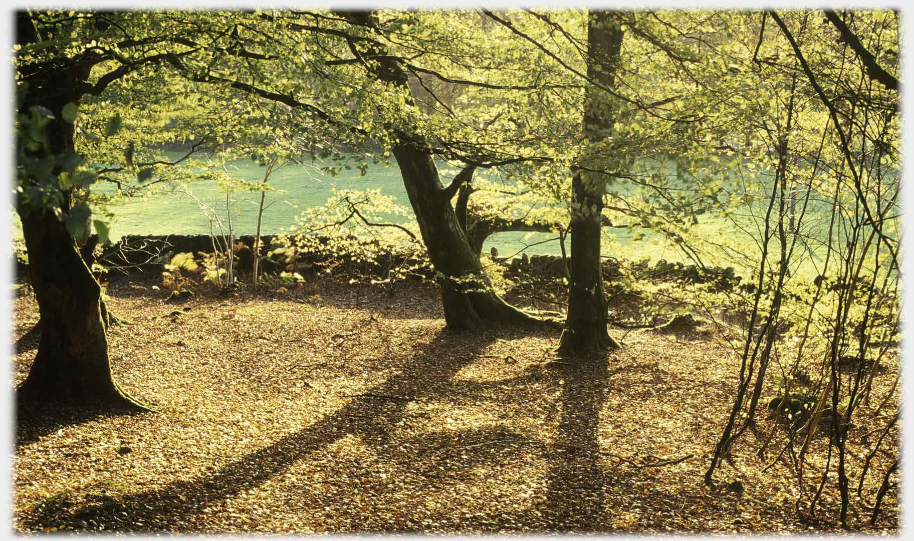 Beech trees, leaf carpet, dyke and field beyond. Colour different from next photo.
