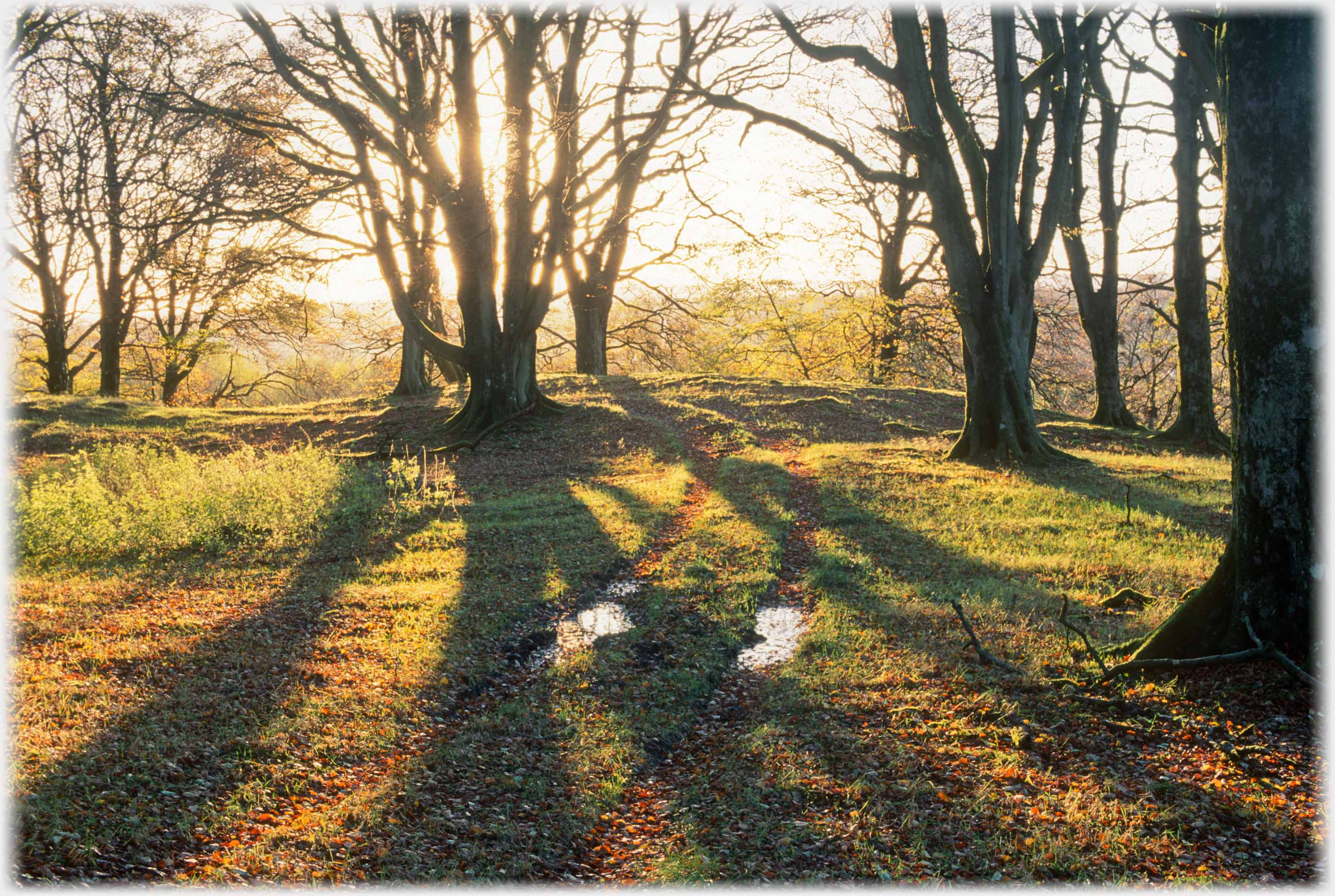 Backlit leafless trees casting strong shadows over parallel ruts.