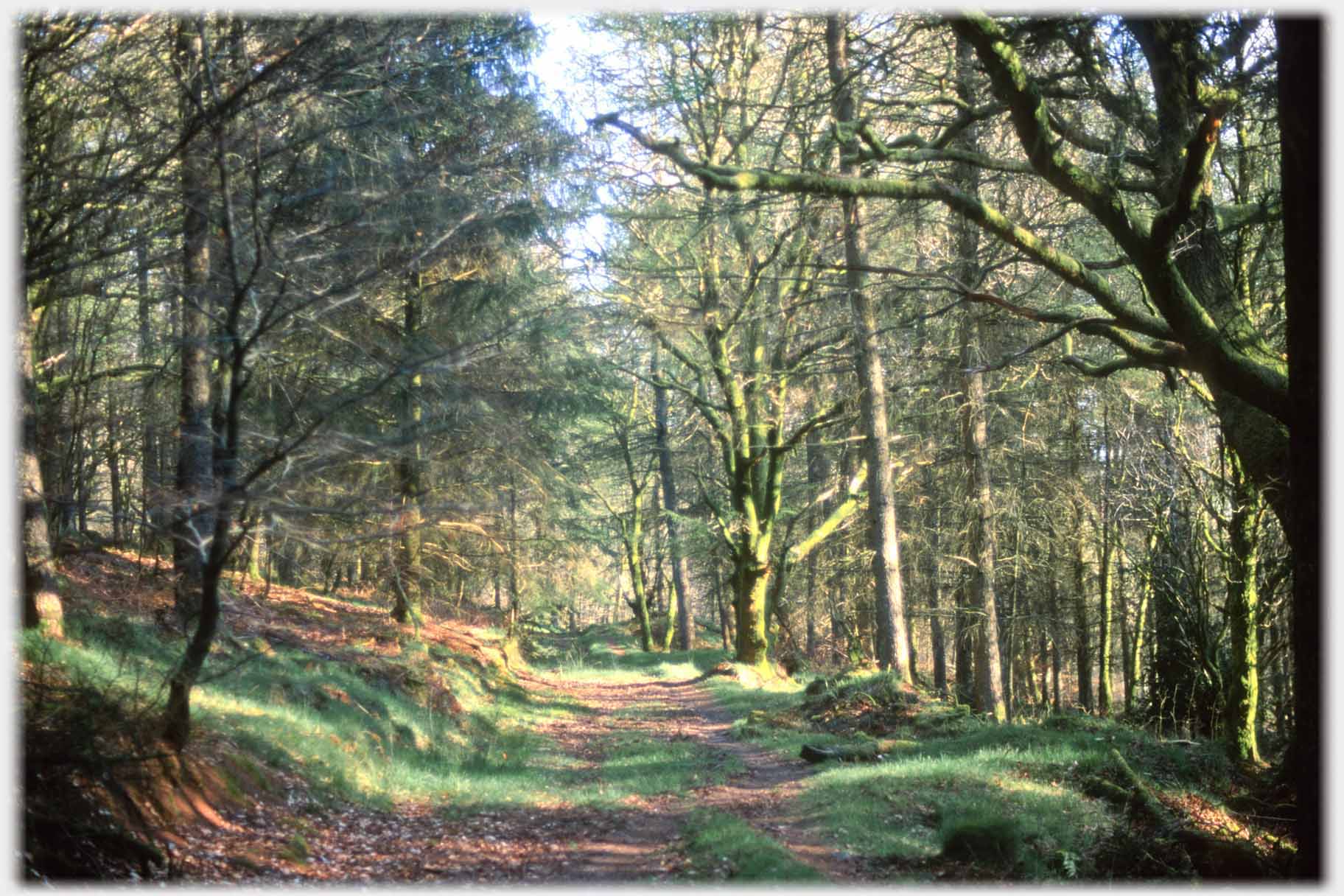 Winter trees with track between them.