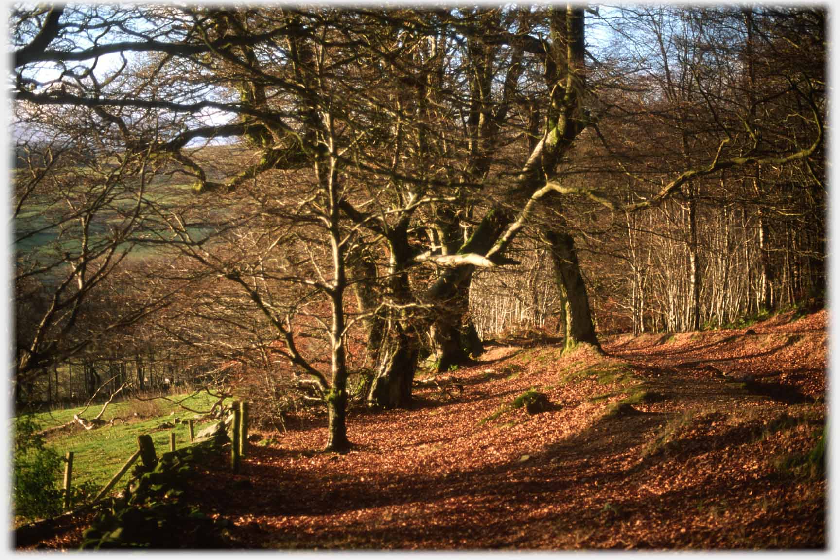 Bank and path covered in leaves under leafless trees.