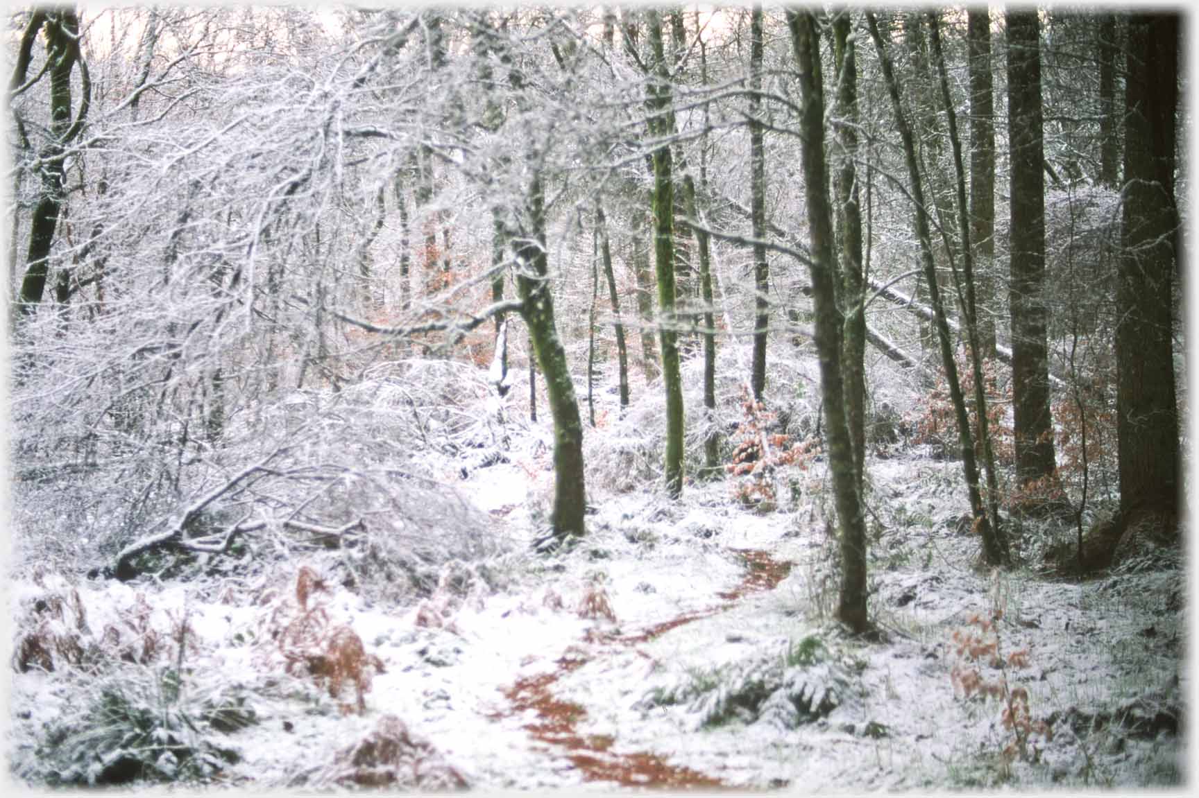 Small winding path through woods with lite snow covering.