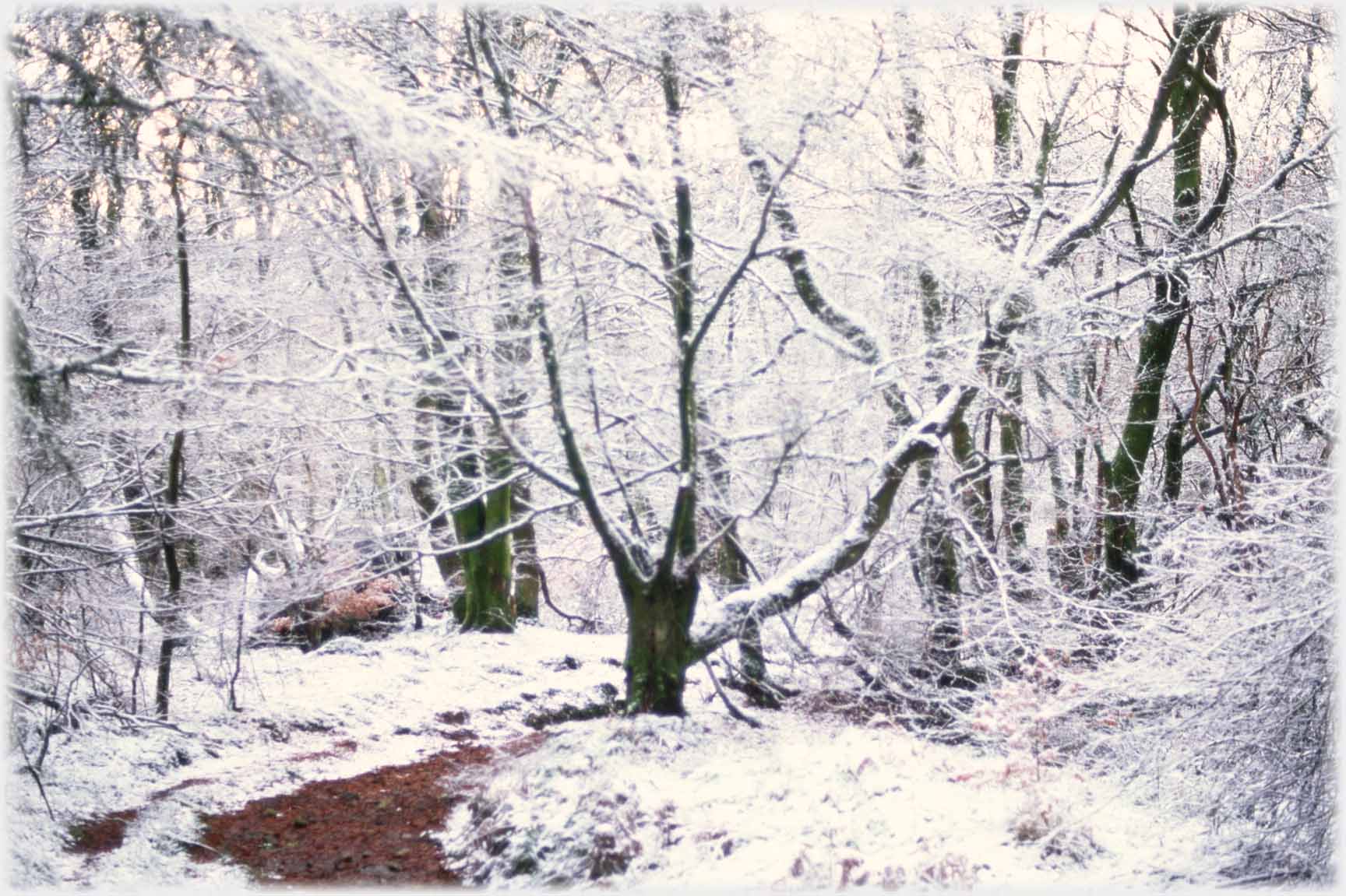 Path with snow covered trees.