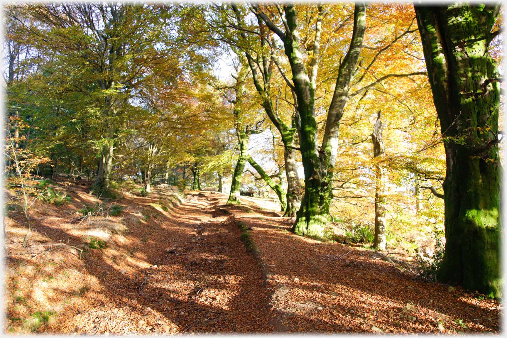 Deeply rutted track through beech wood.