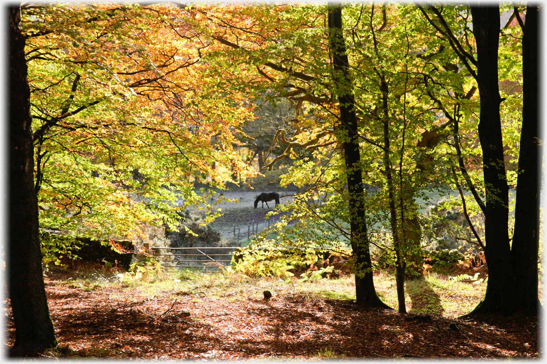 Horse seen between beech over gate.