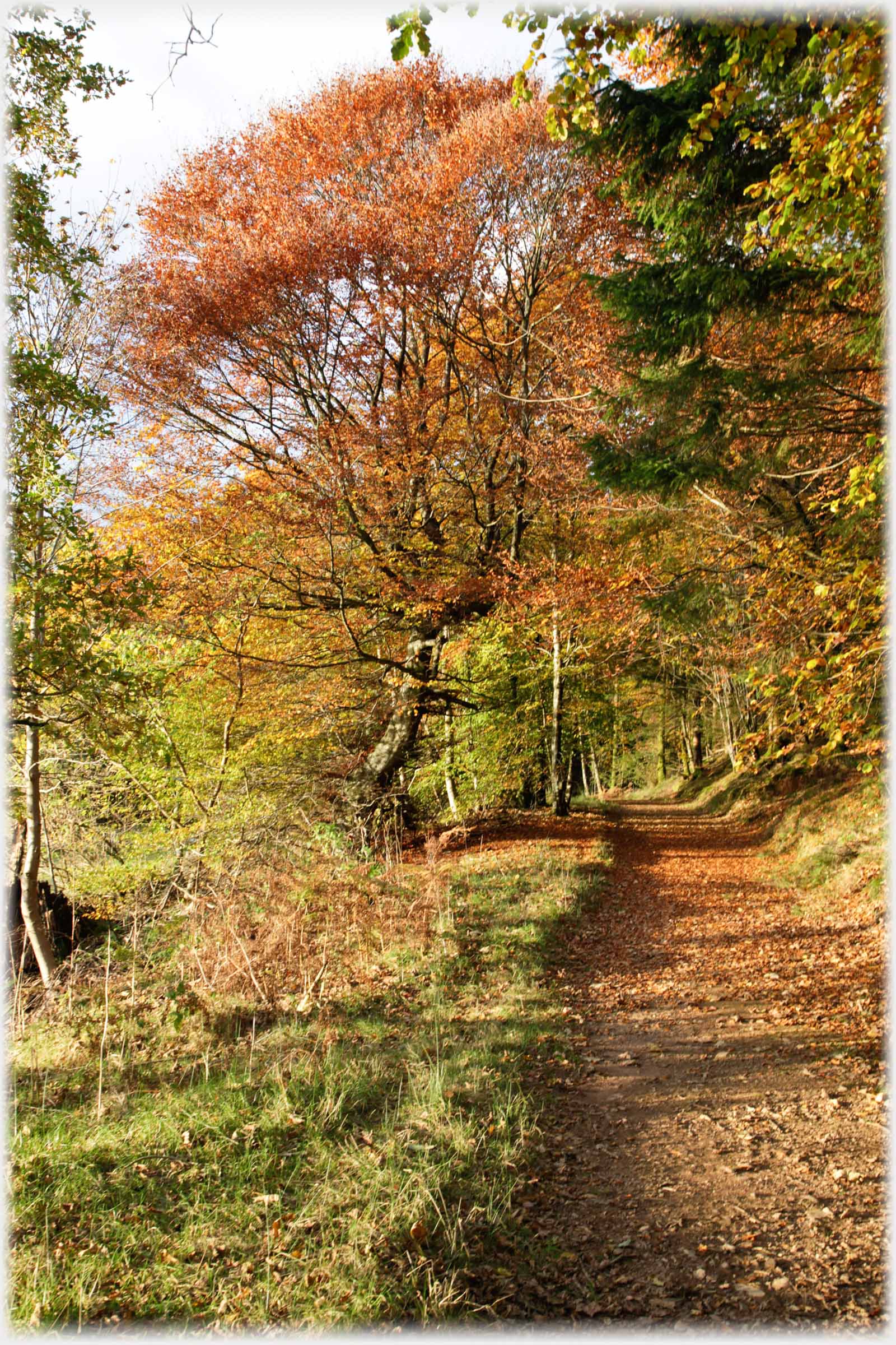 Beech tree in autumn with path towards it.