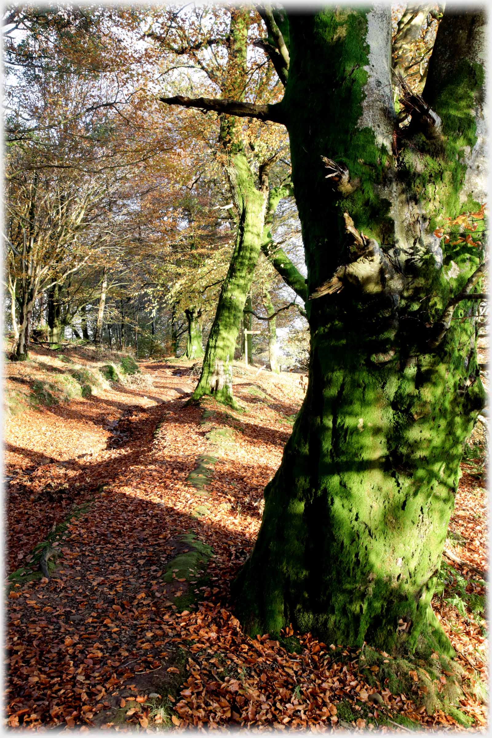 Lichen covered tree beside deep track.