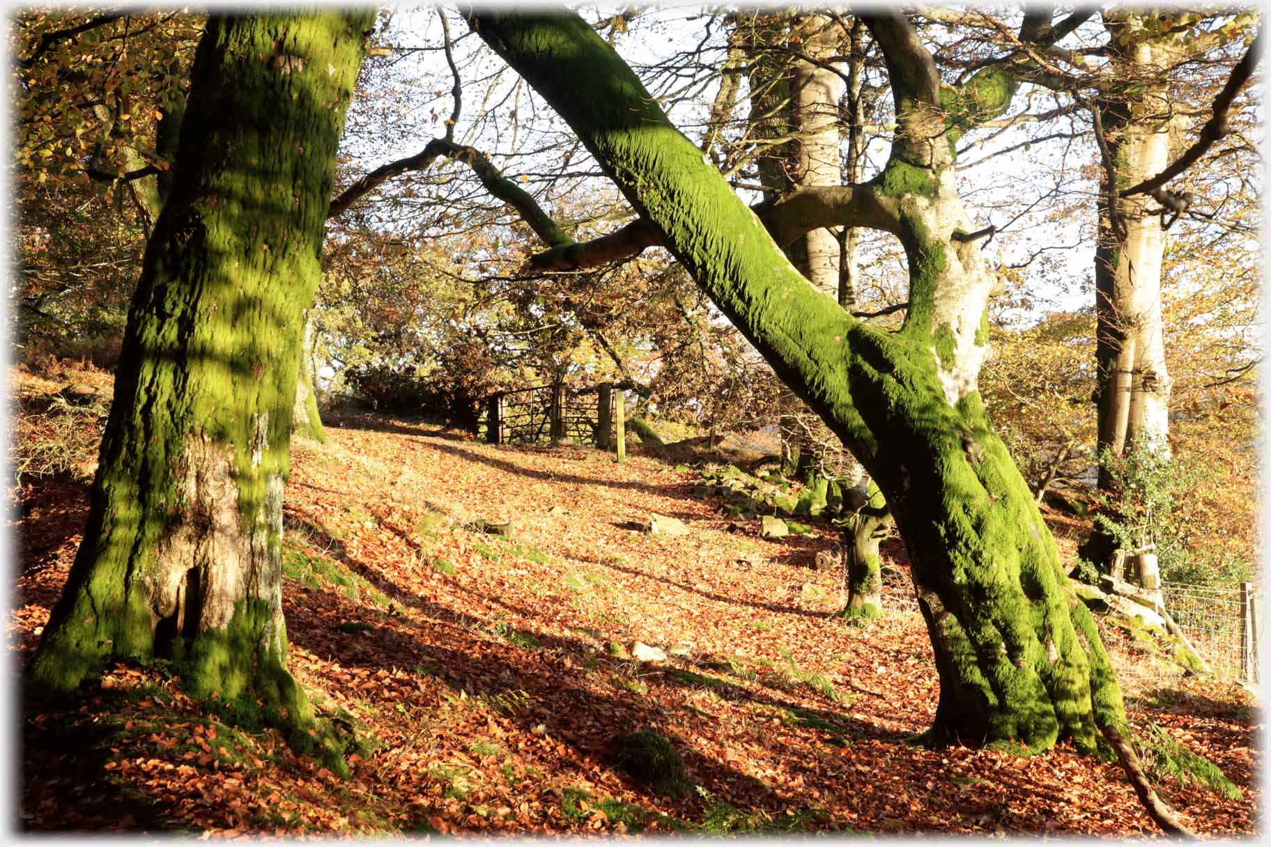Lichen covered tree leaning over wide path.