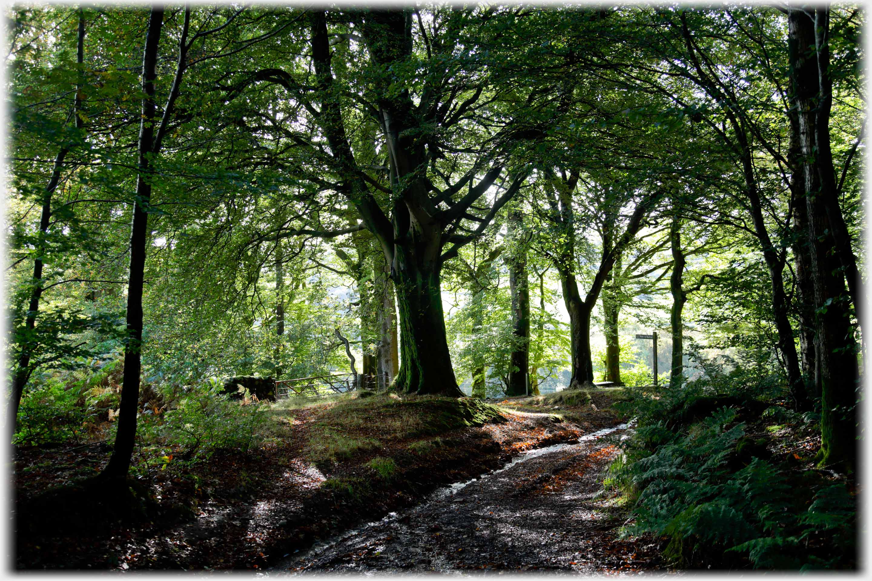 Green beech trees backlit, signpost at end of streamlet, gate visible to left.