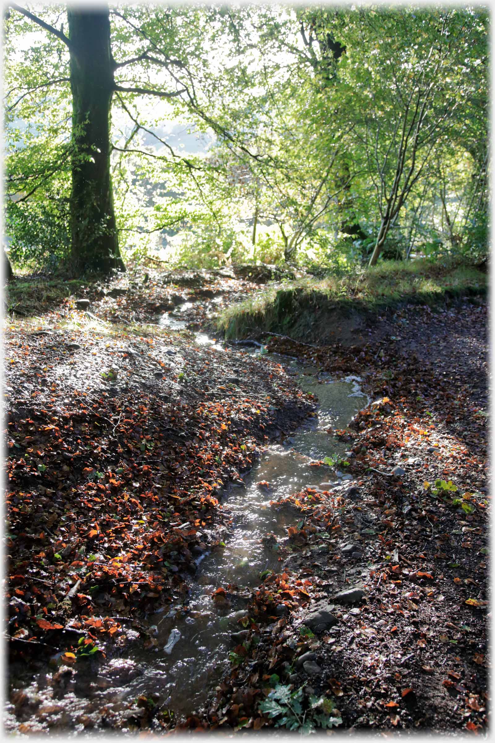 Stream twisting in speckled shade.