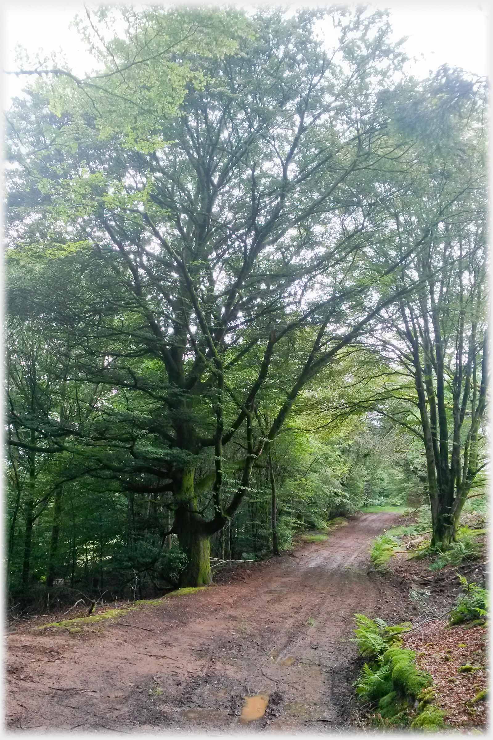 Muddy hard core road with green trees.