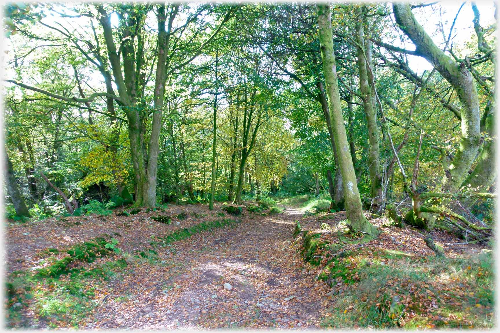 Path between green trees.