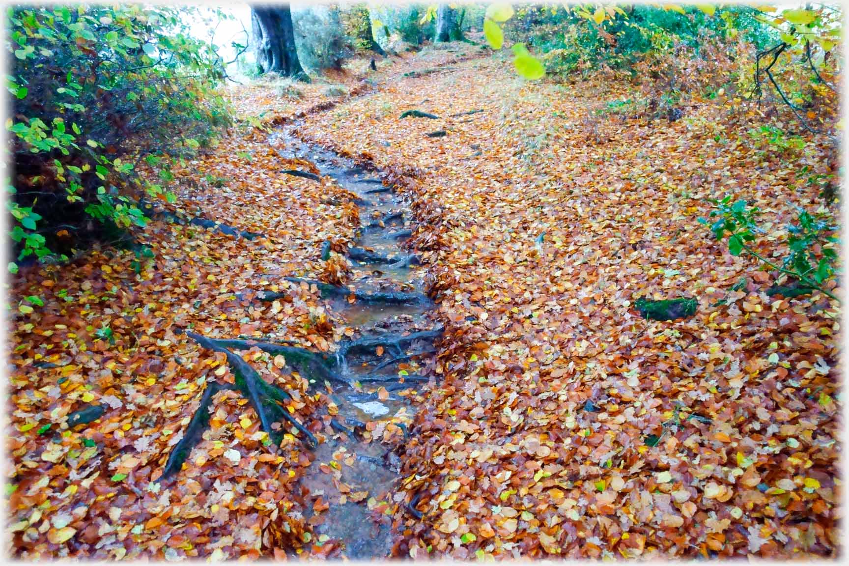 Slight stream flowing through beech-leaves.