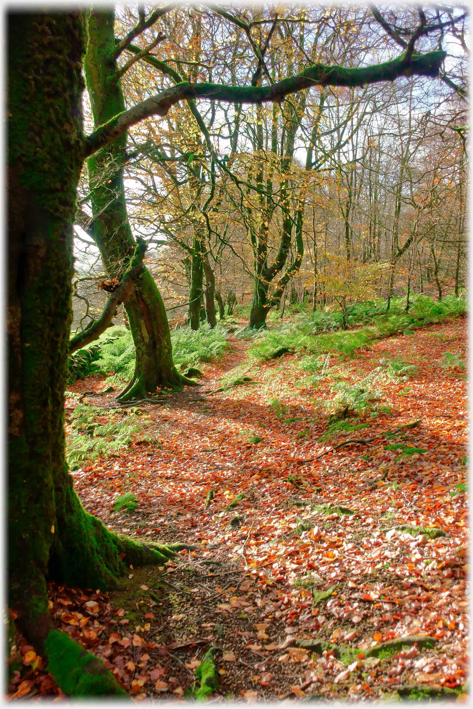 Branch of tree over leafed path with bracken.